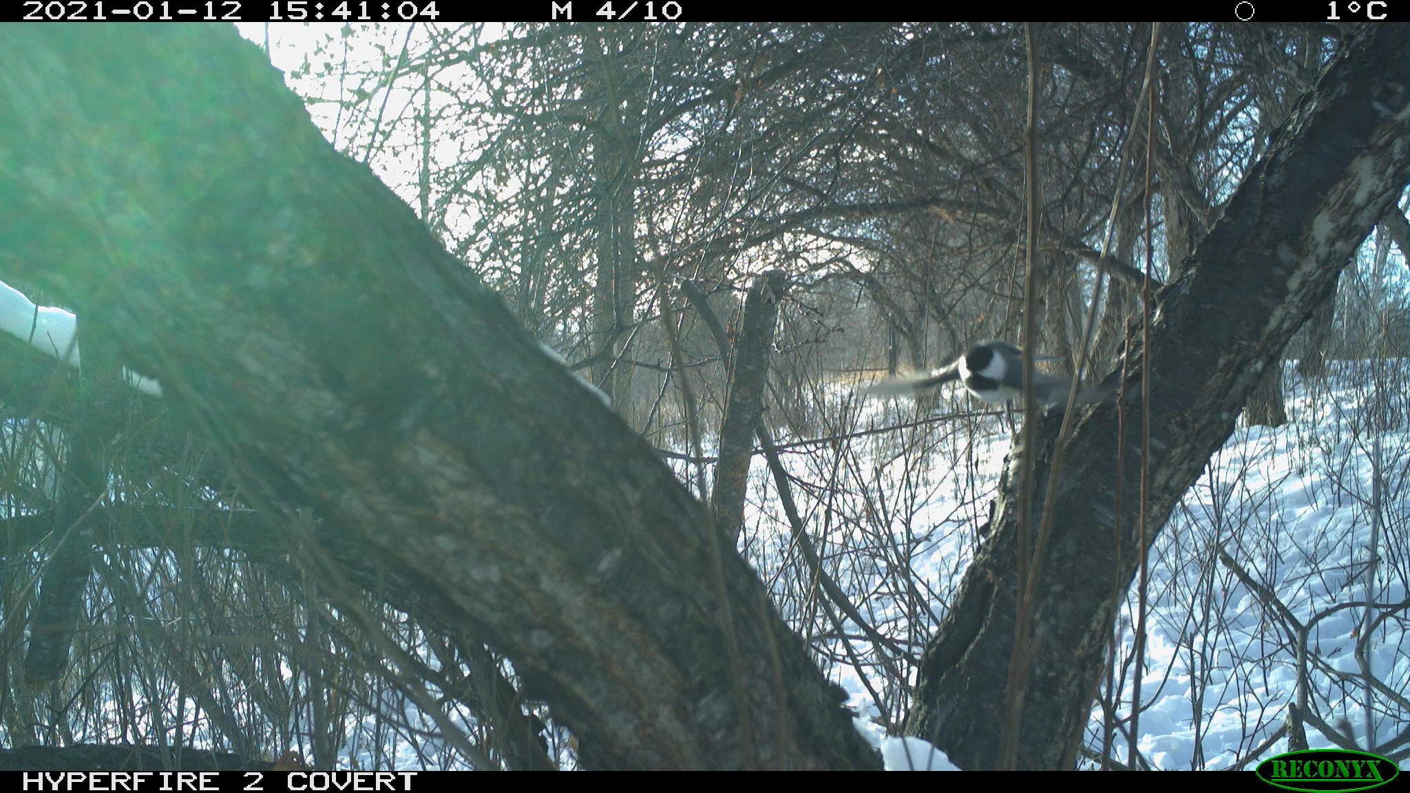 Black-capped chickadee, Poecile atricapillus