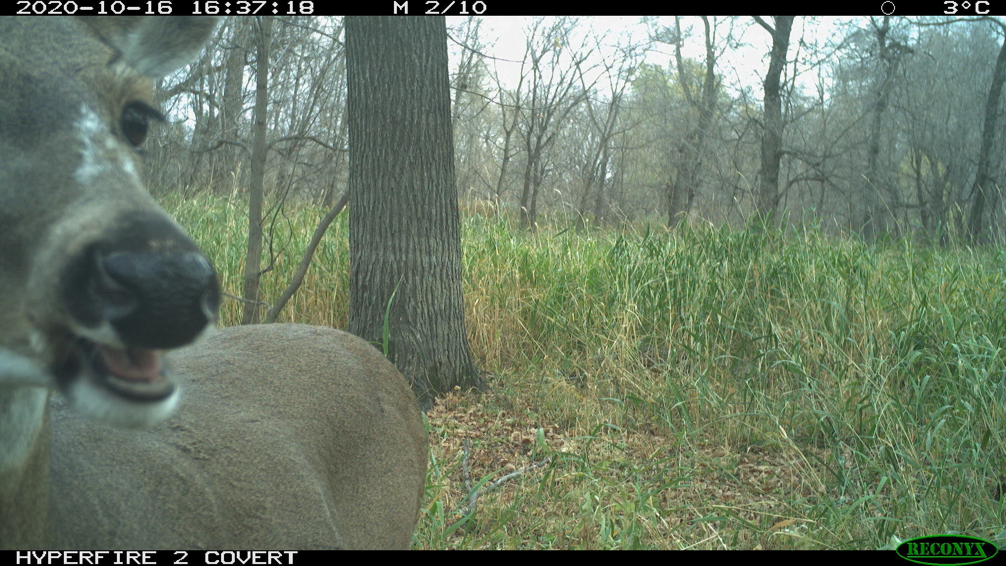 White-tailed deer, Odocoileus virginianus