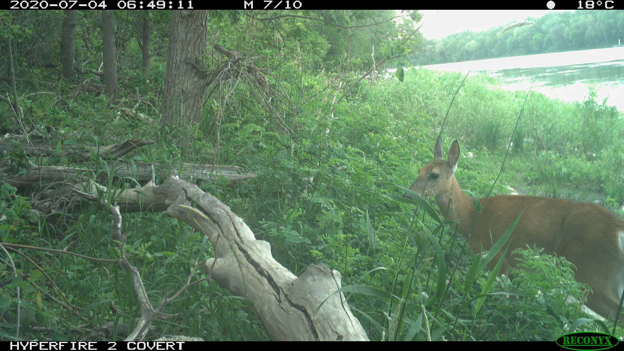 White-tailed deer, Odocoileus virginianus