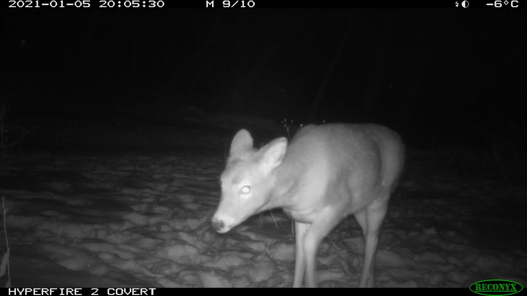 White-tailed deer, Odocoileus virginianus