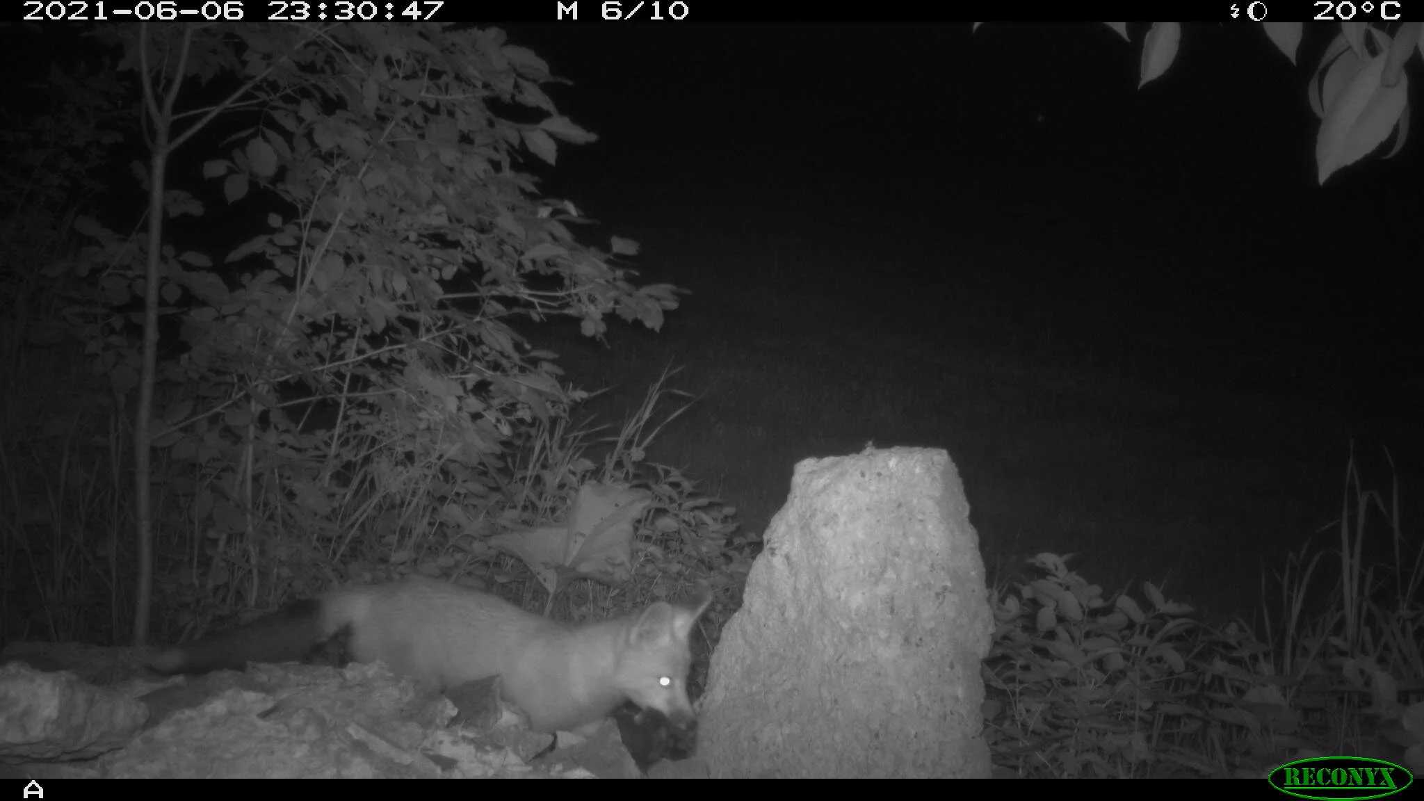 Juvenile red fox, Vulpes vulpes