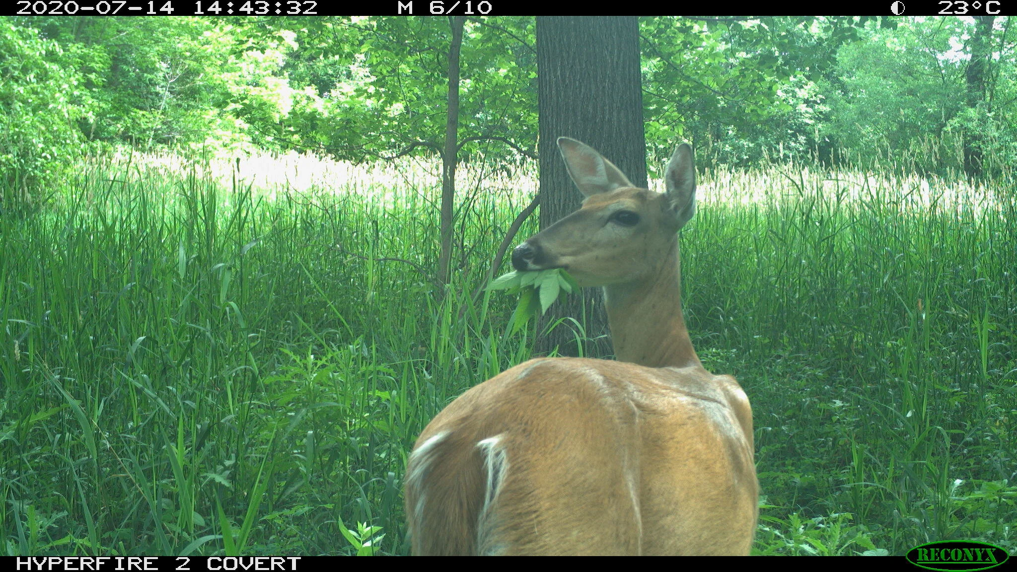 White-tailed deer, Odocoileus virginianus