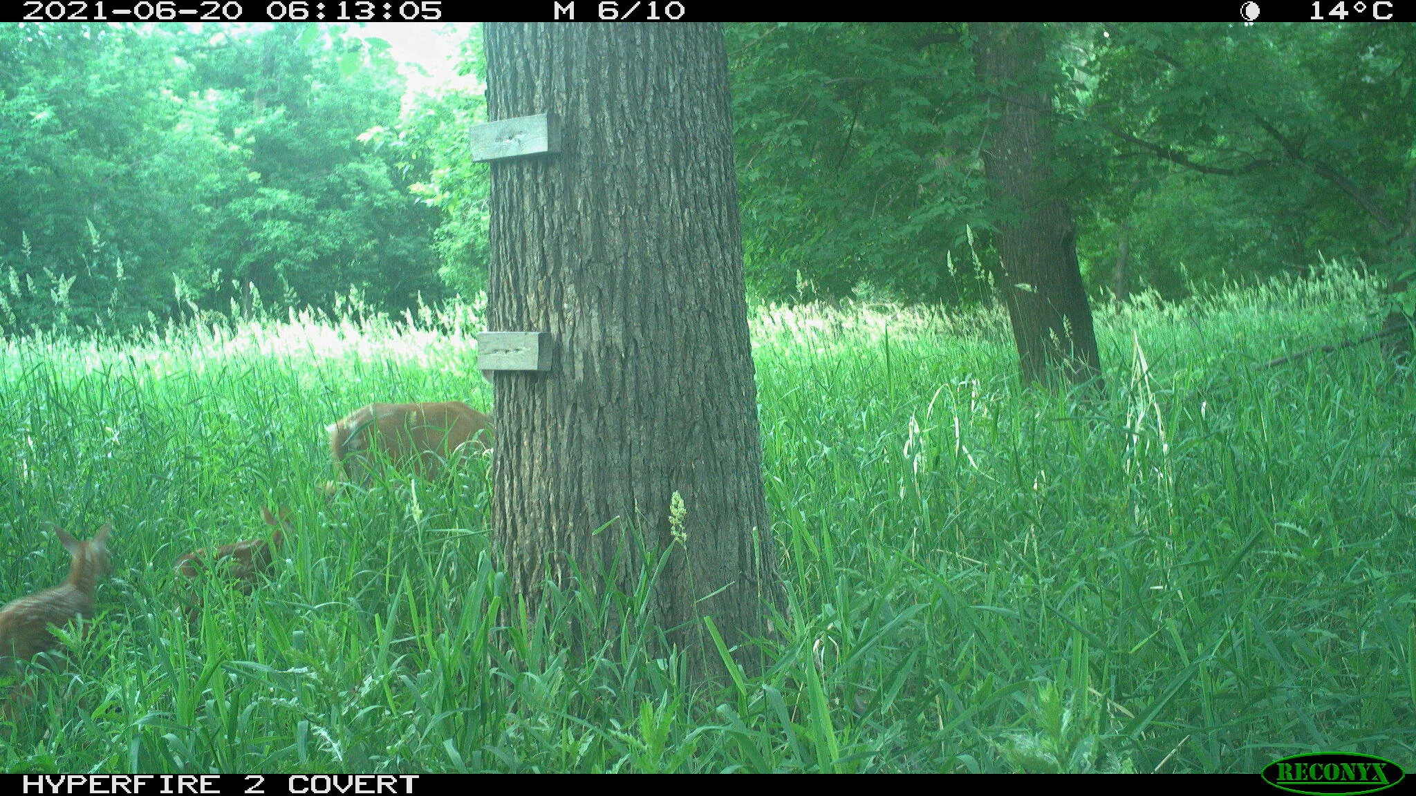 White-tailed deer, Odocoileus virginianus