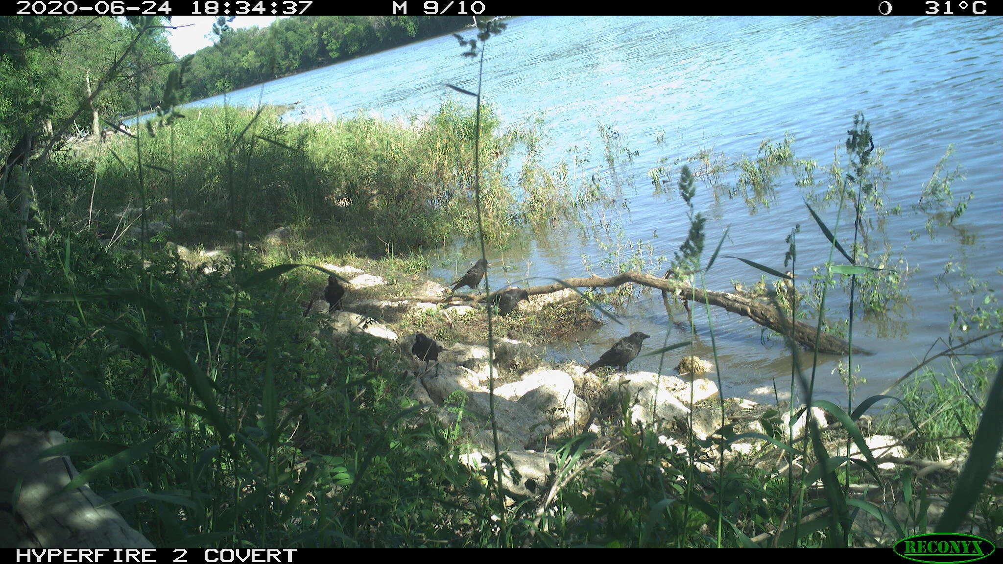American crow, Corvus brachyrhynchos