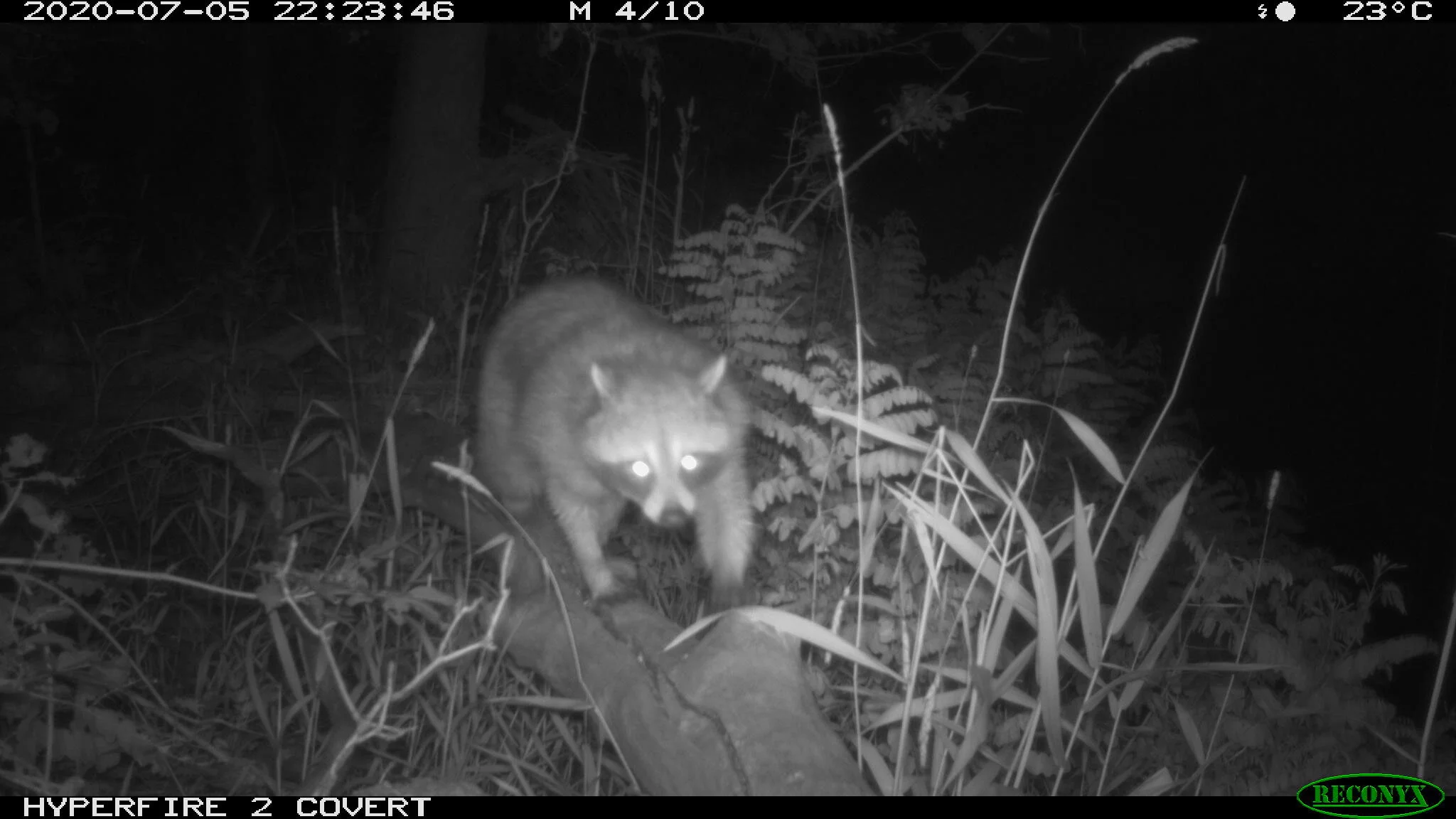 Raccoon, Procyon lotor