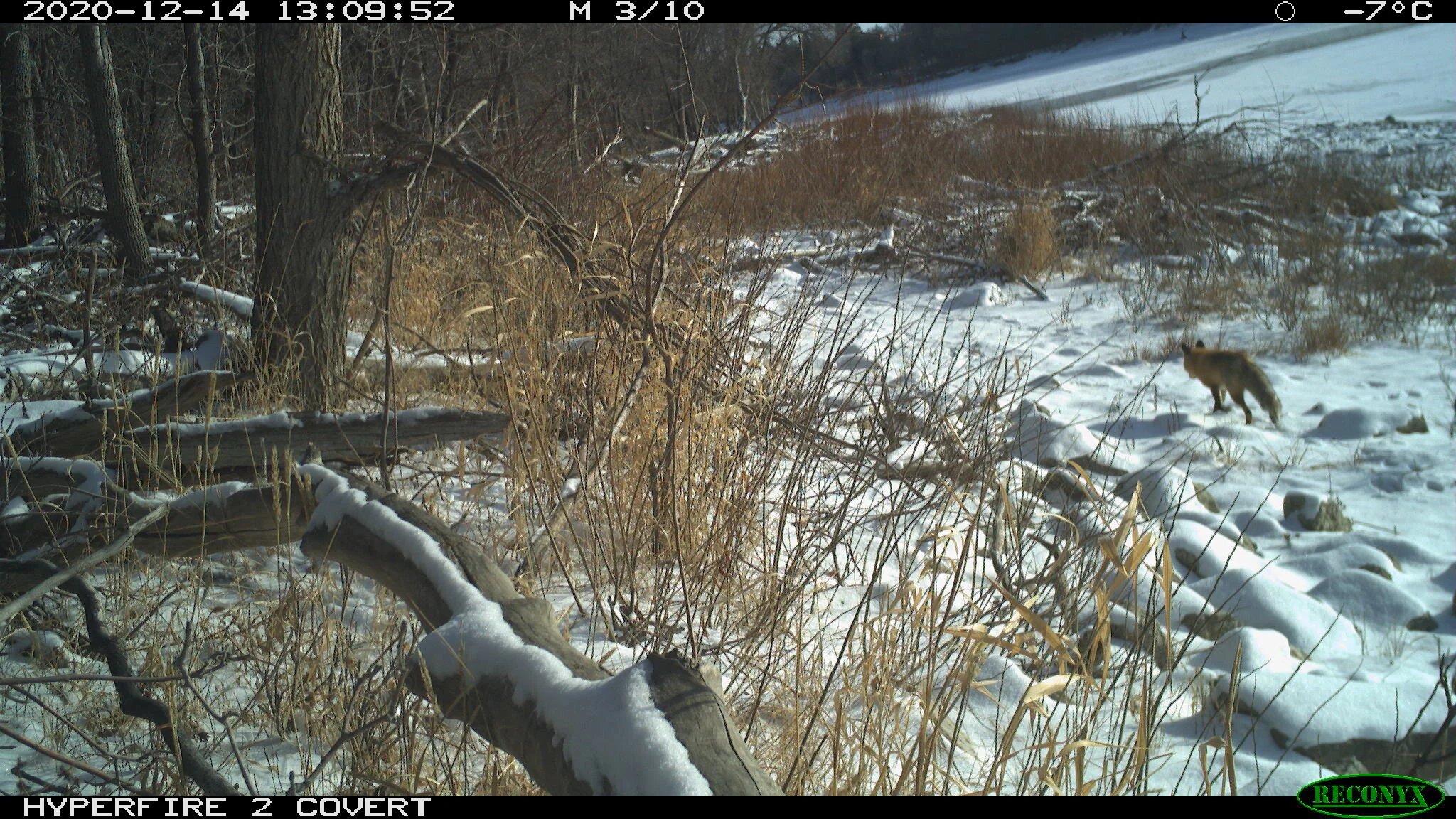 Red fox, Vulpes vulpes