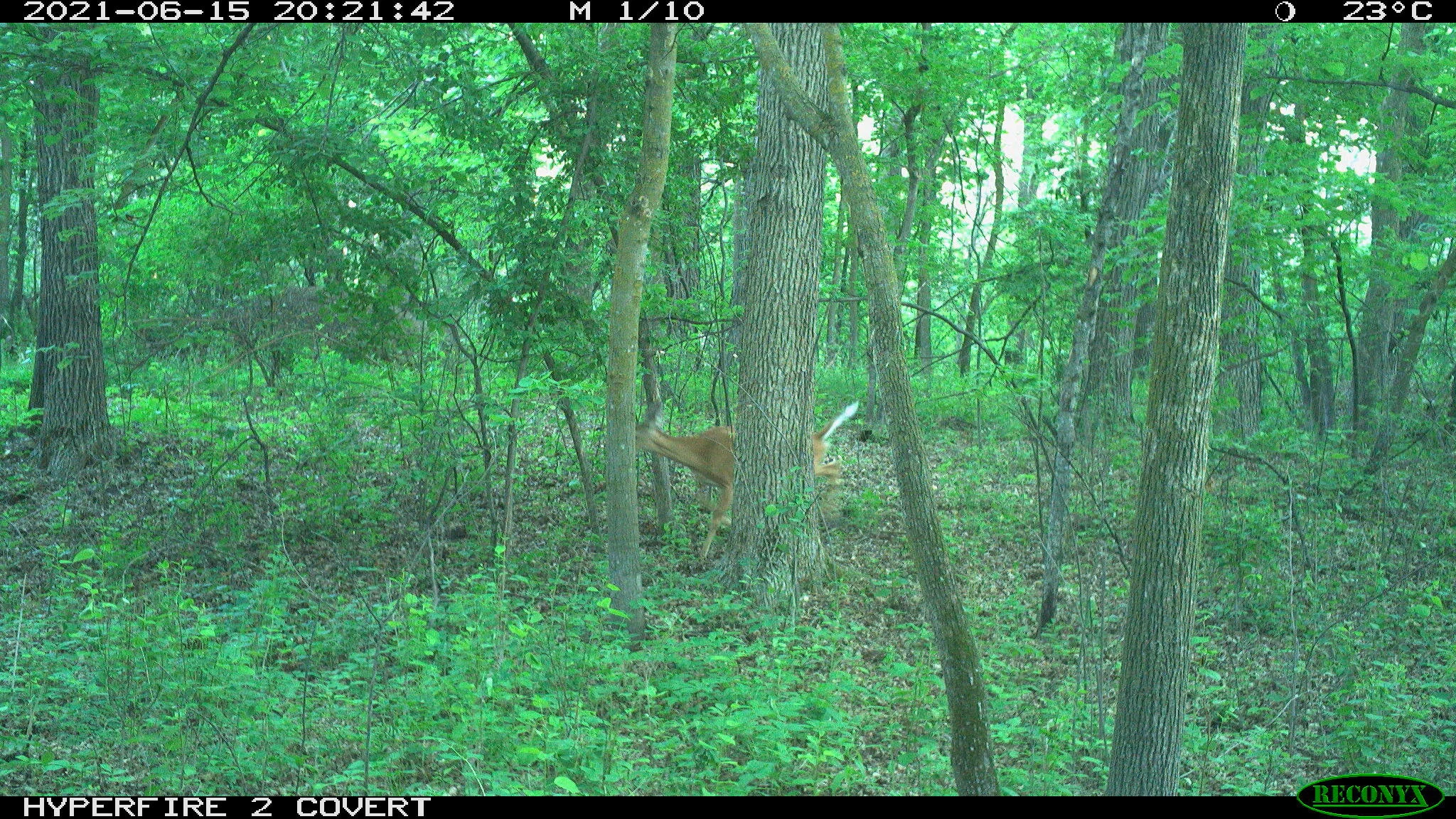 White-tailed deer, Odocoileus virginianus