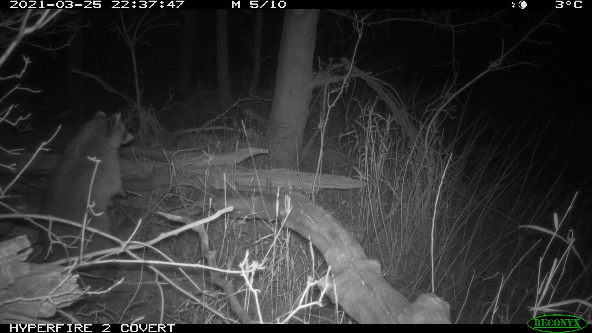 Raccoon, Procyon lotor