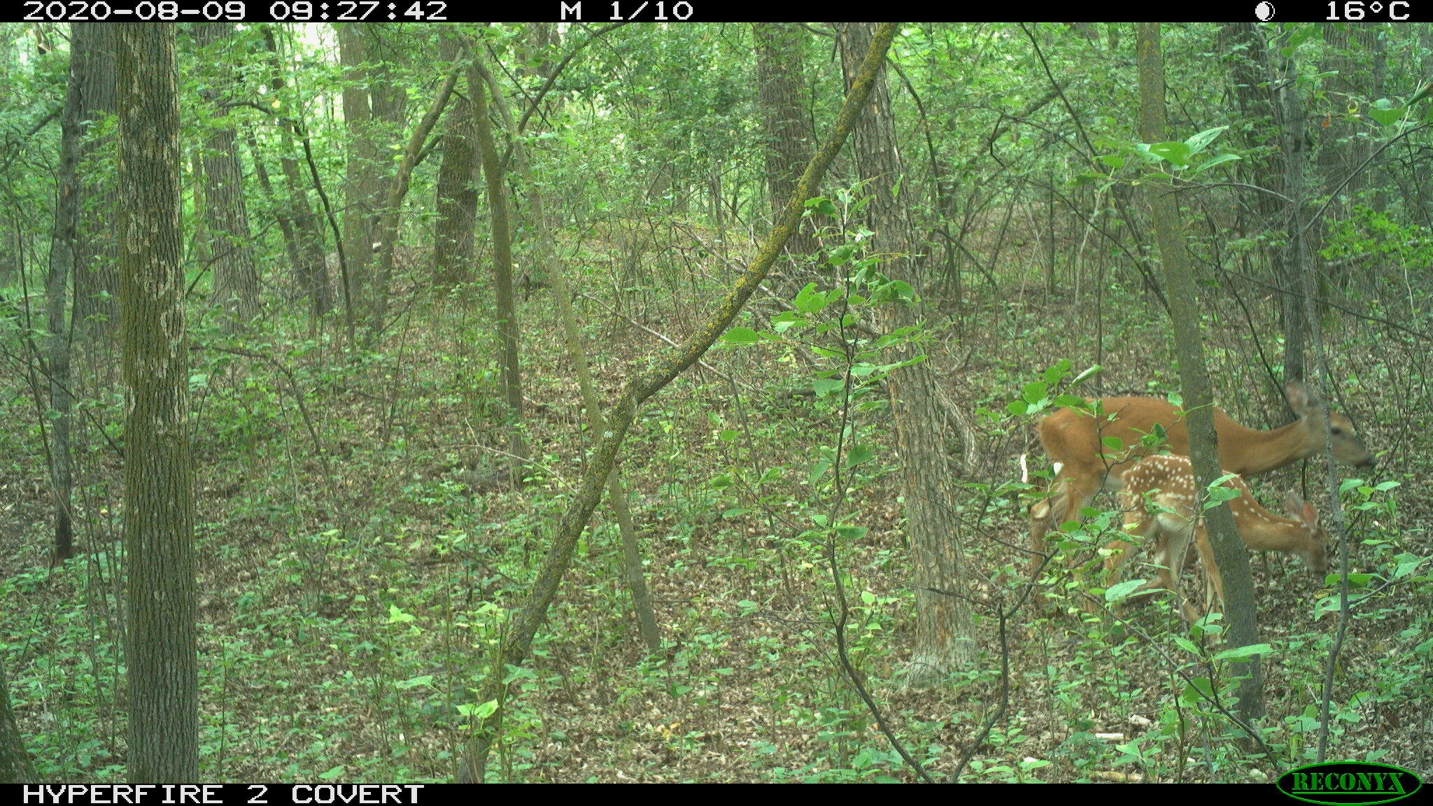 White-tailed deer, Odocoileus virginianus