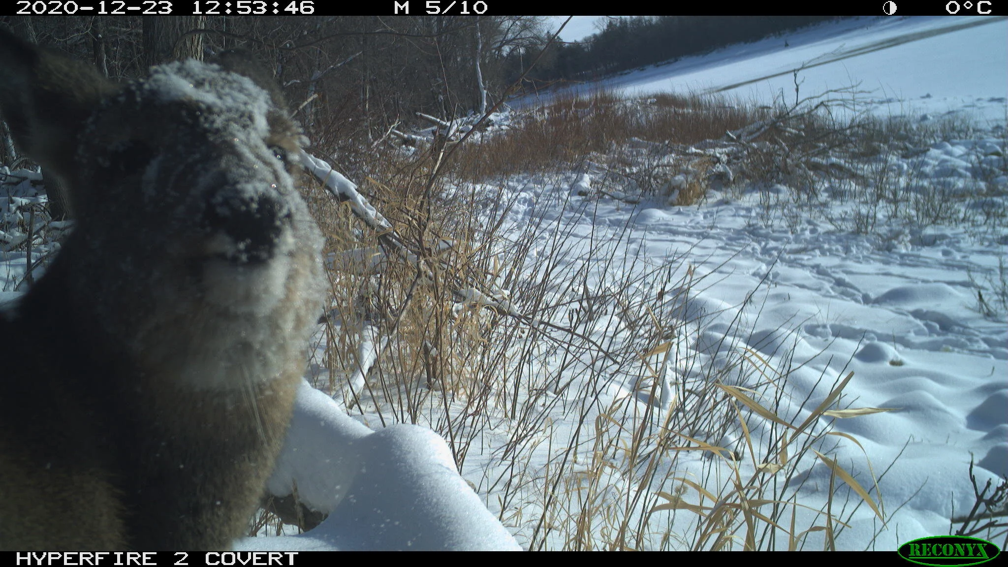 White-tailed deer, Odocoileus virginianus
