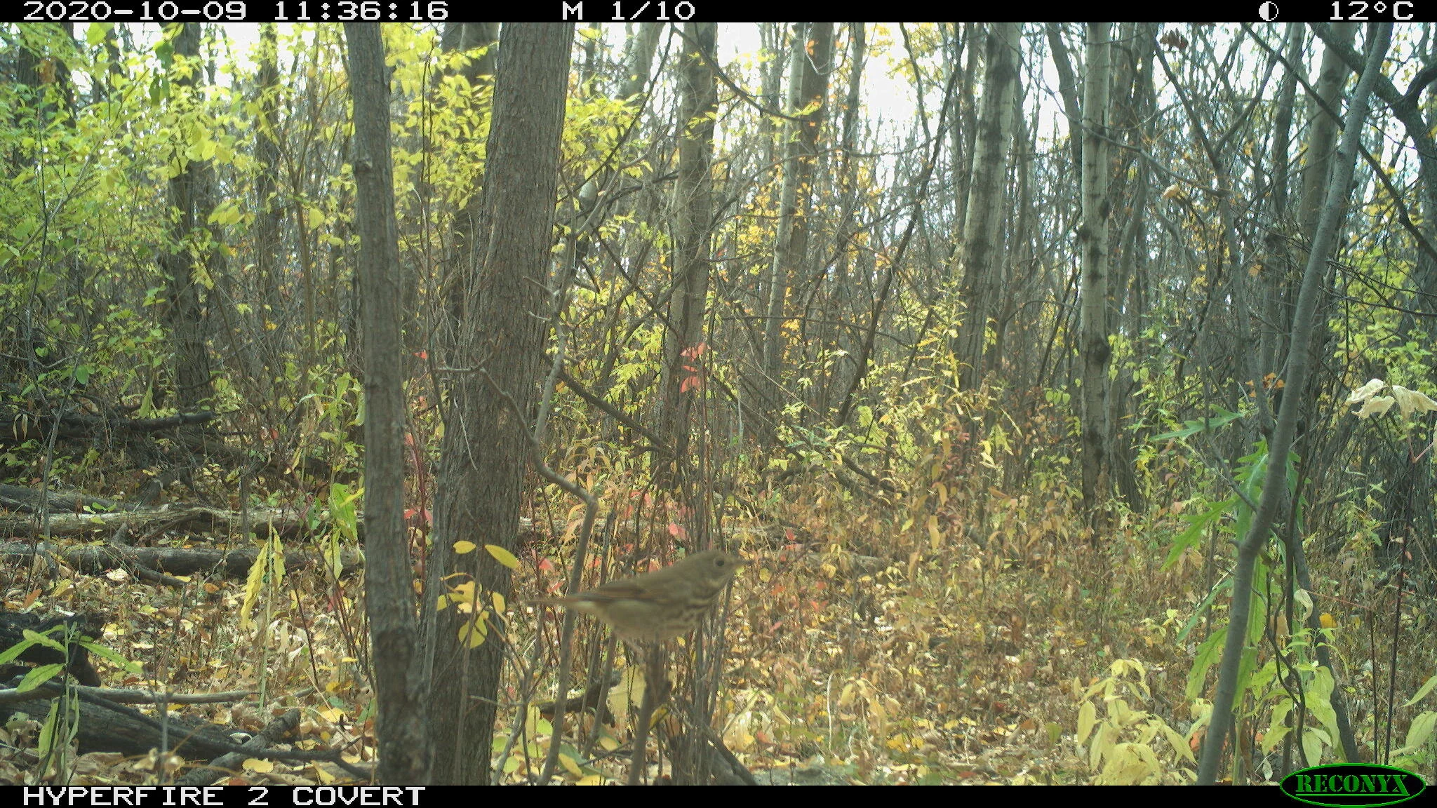 Song sparrow, Melospiza melodia