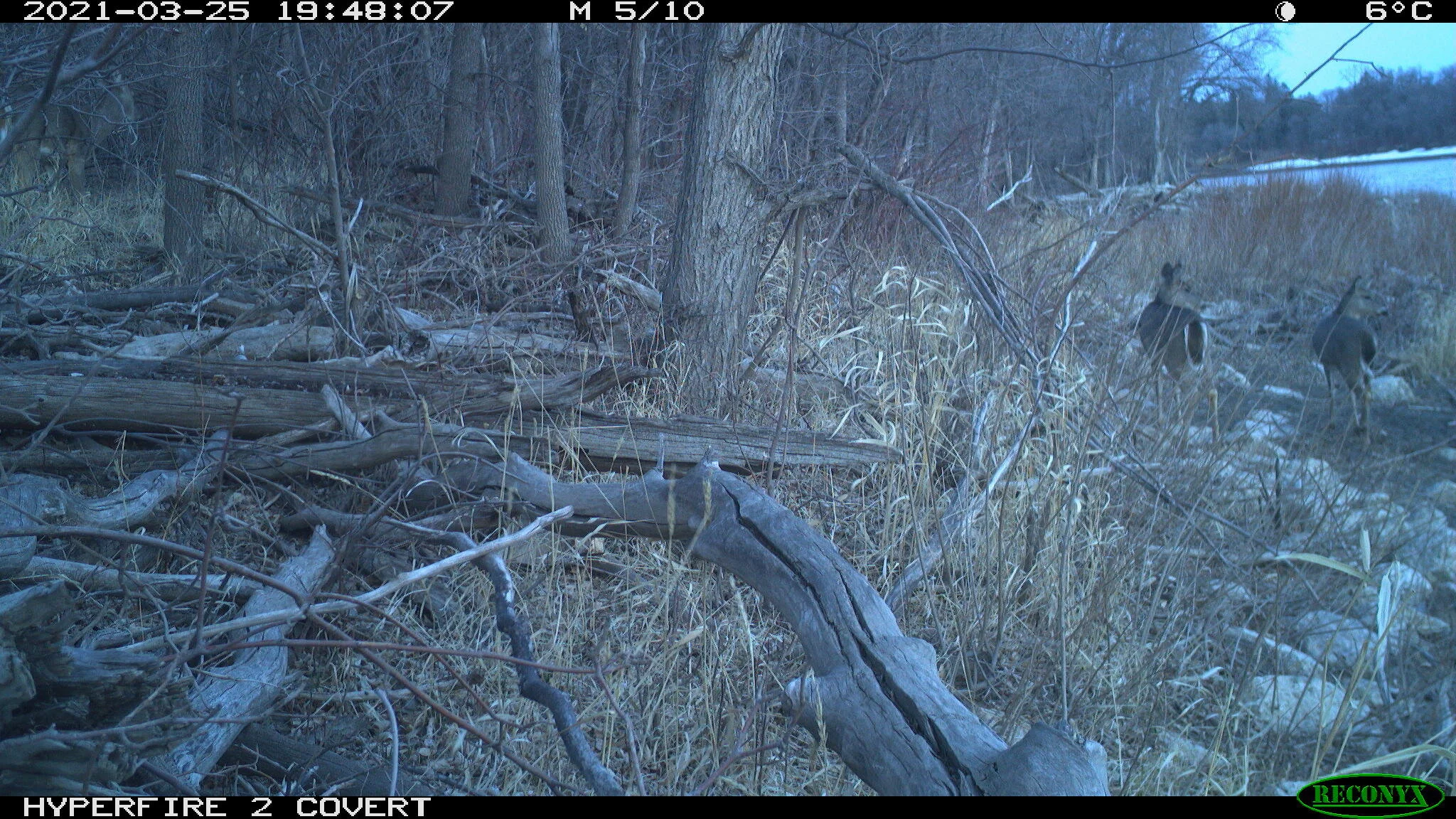 White-tailed deer, Odocoileus virginianus