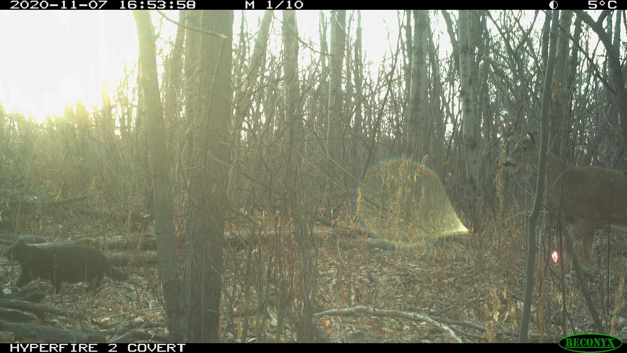 House cat, Felis catus (left); White-tailed deer, Odocoileus virginianus (right)