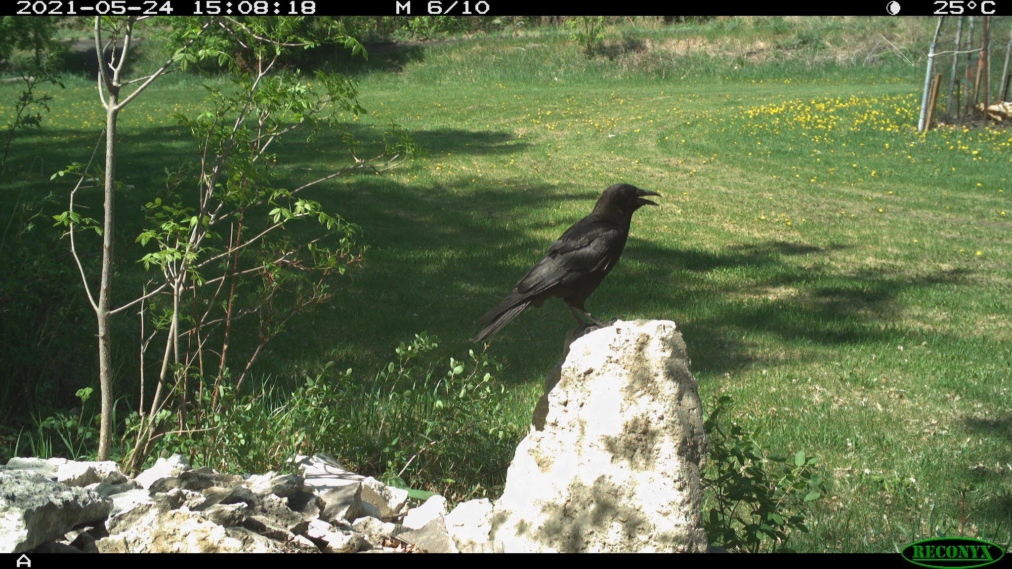 American crow, Corvus brachyrhynchos