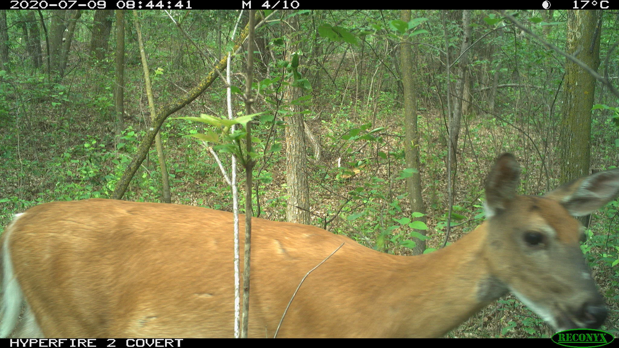 White-tailed deer, Odocoileus virginianus