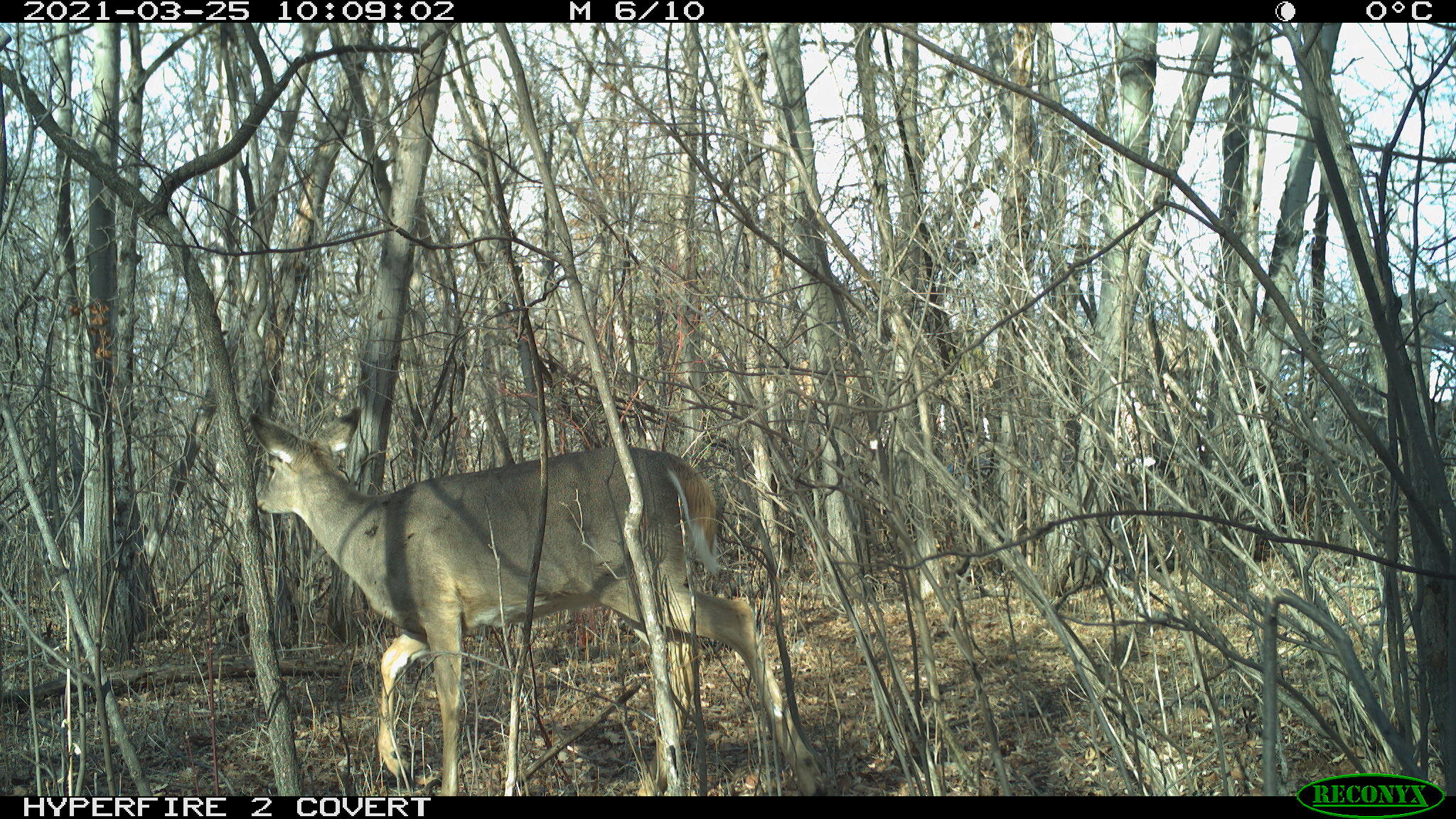 White-tailed deer, Odocoileus virginianus