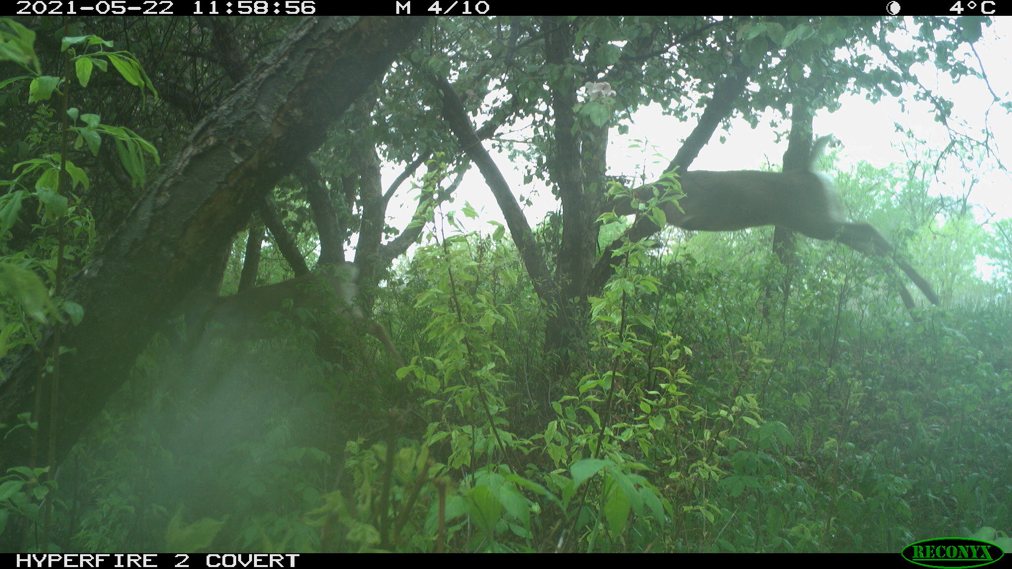 White-tailed deer, Odocoileus virginianus