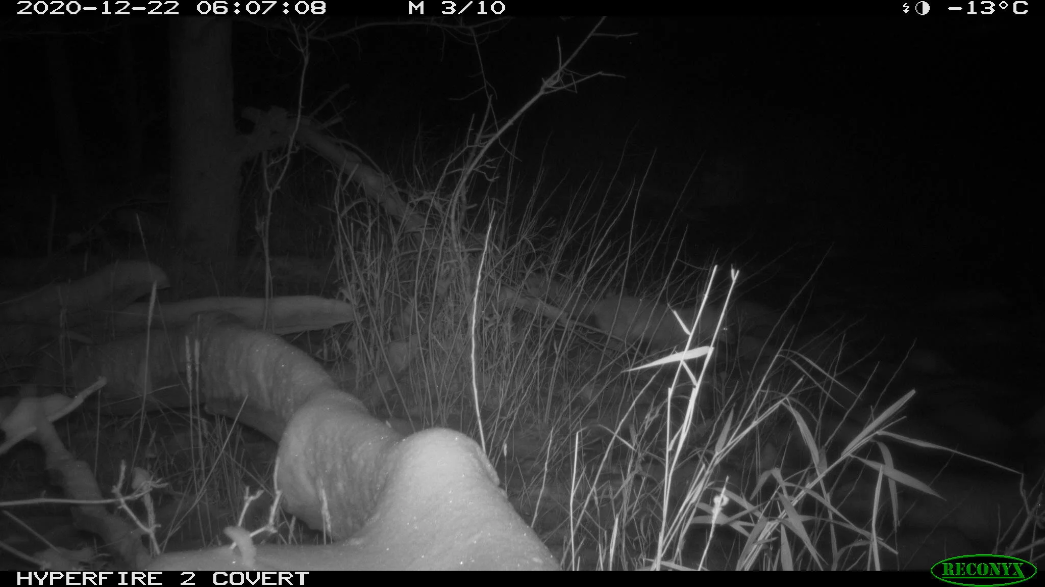 Red fox, Vulpes vulpes