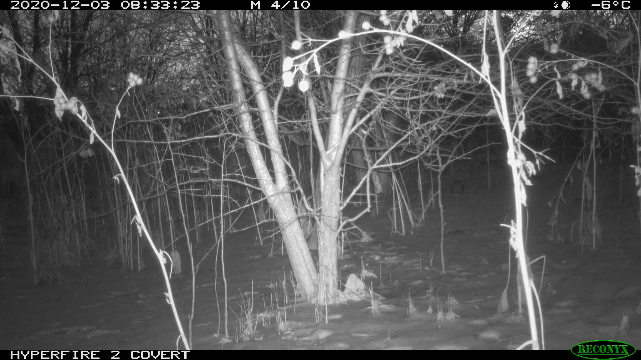 Easten cottontail rabbit, Sylvilagus floridanus
