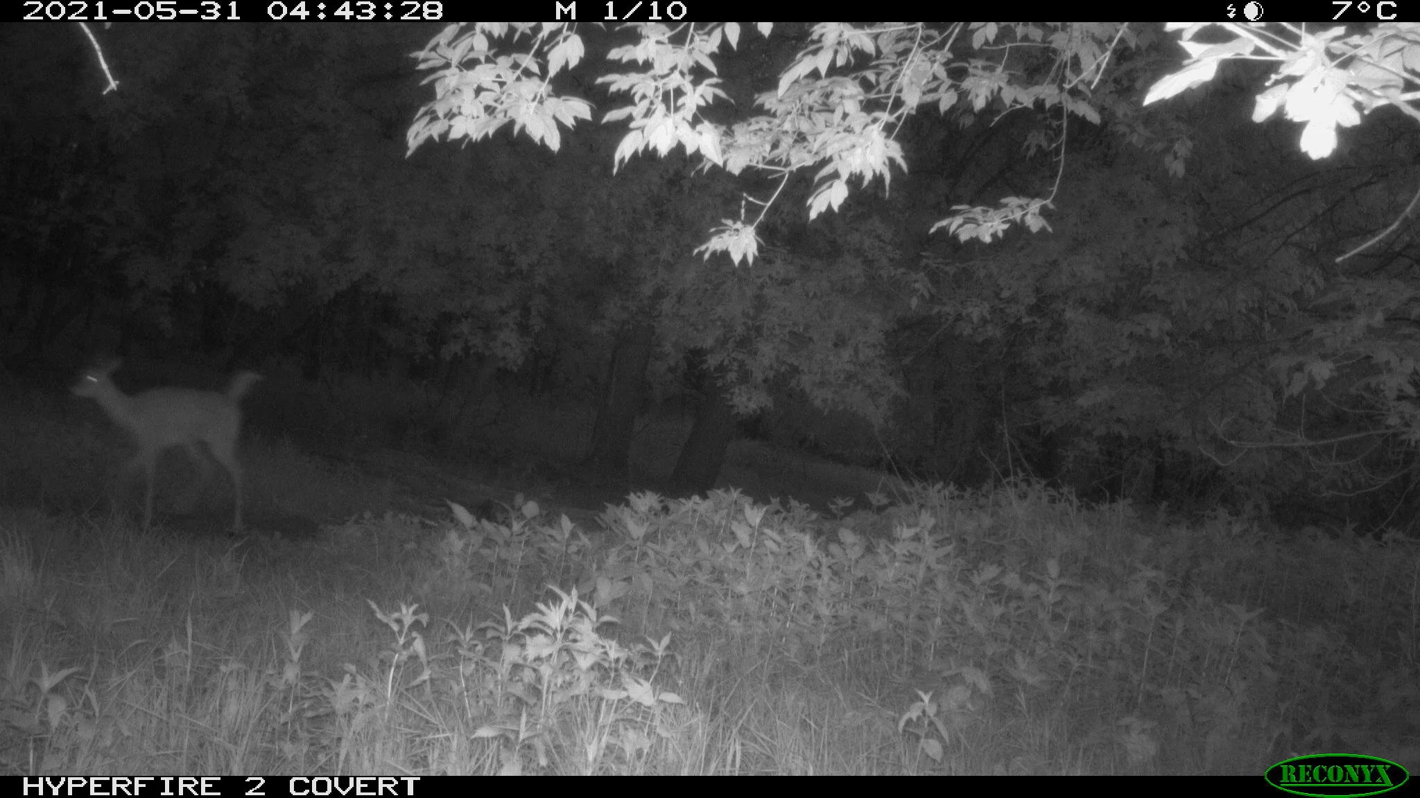 White-tailed deer, Odocoileus virginianus