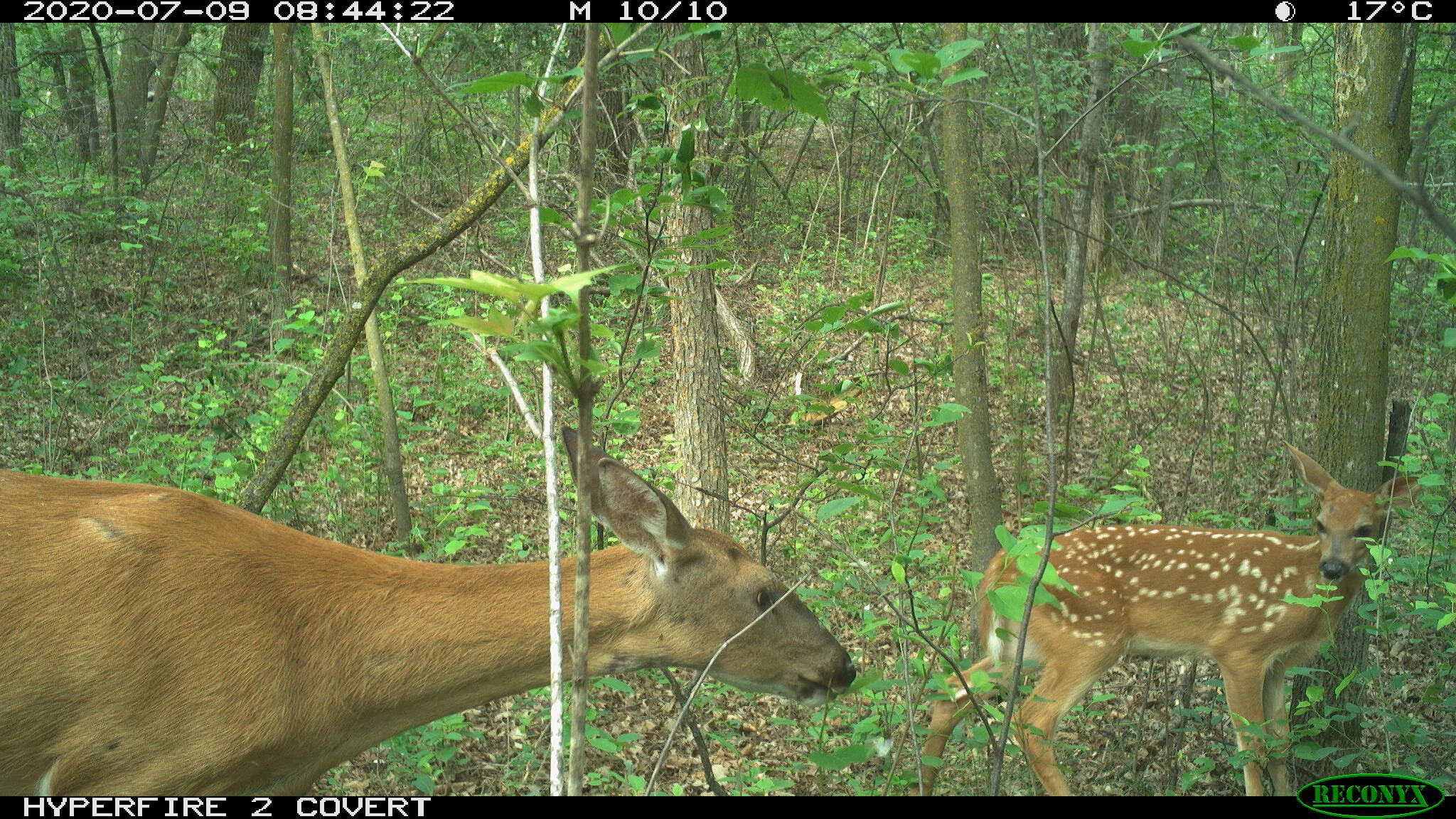 White-tailed deer, Odocoileus virginianus