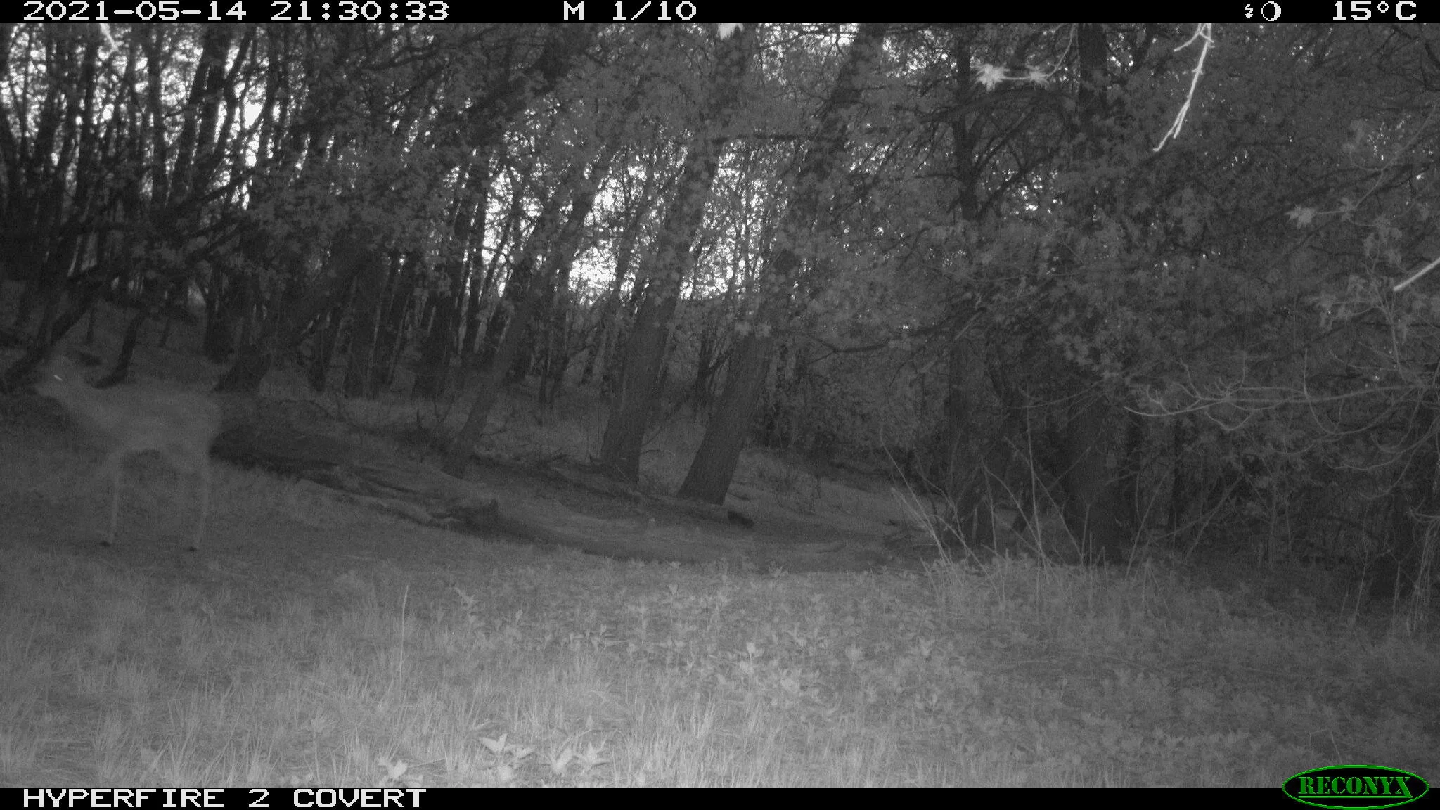 White-tailed deer, Odocoileus virginianus