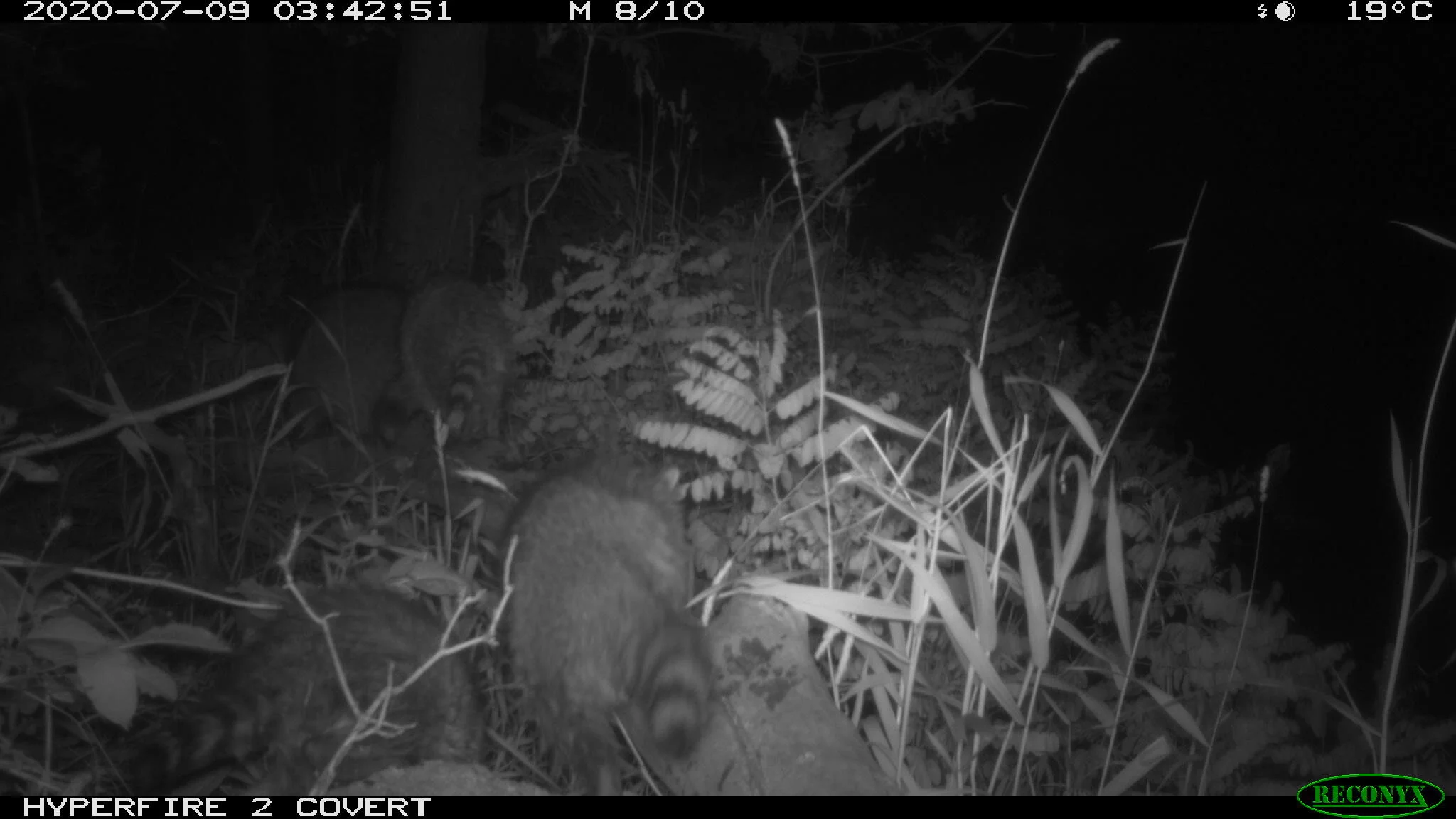 Raccoon, Procyon lotor