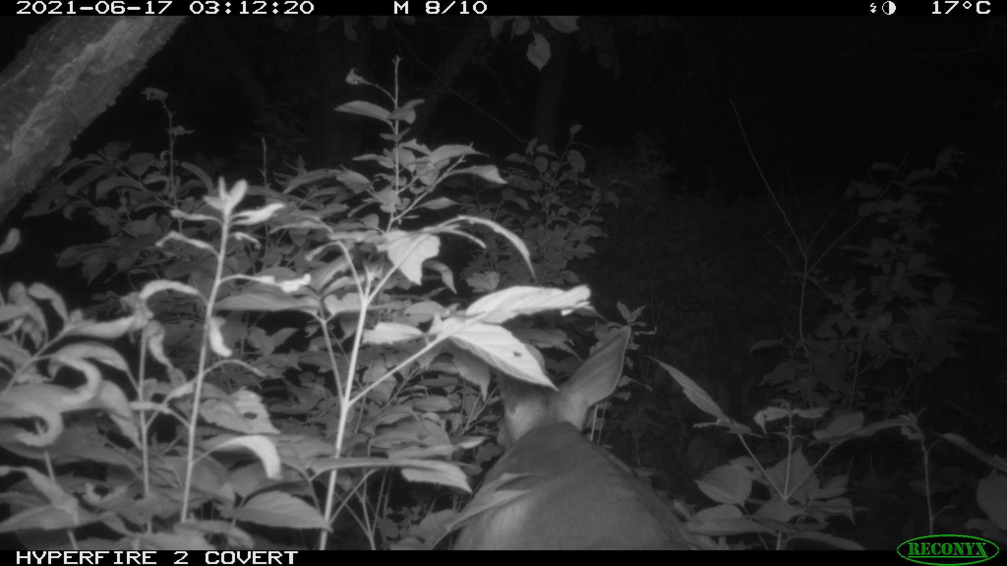 White-tailed deer, Odocoileus virginianus