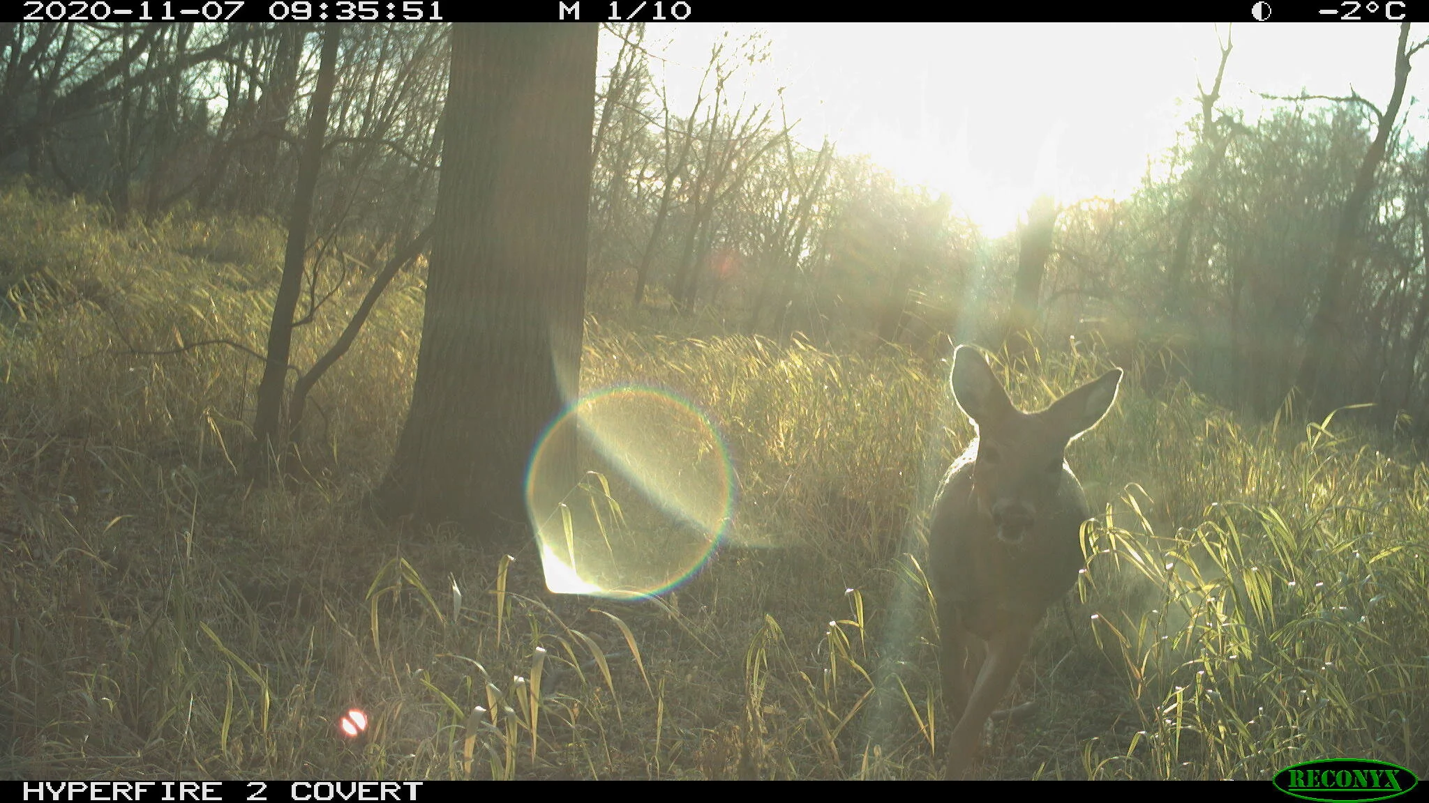 White-tailed deer, Odocoileus virginianus