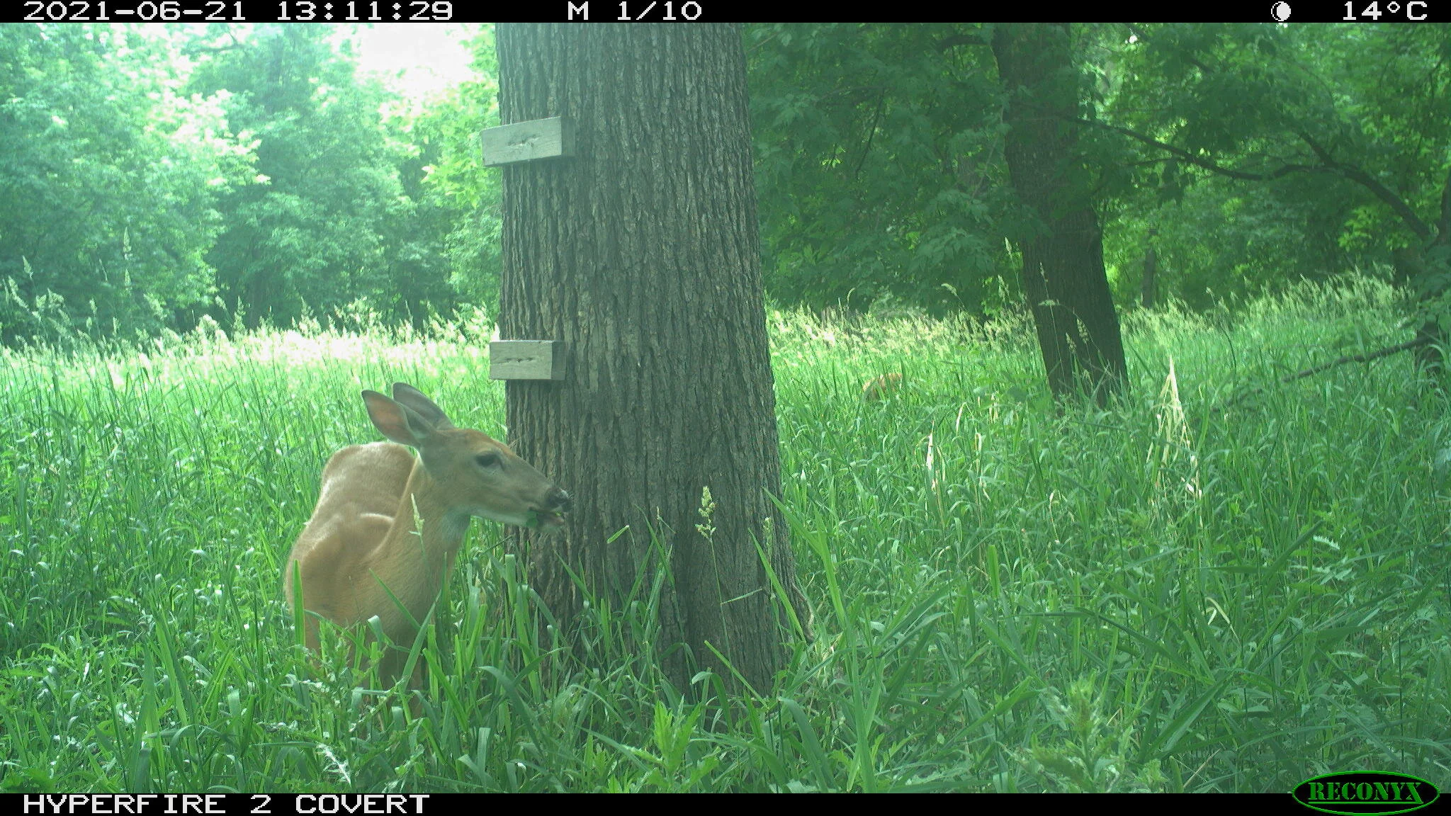 White-tailed deer, Odocoileus virginianus