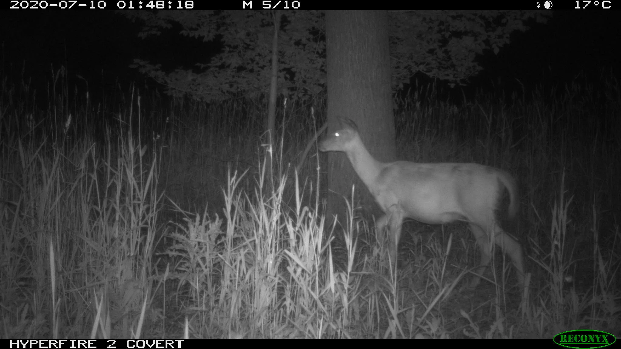 White-tailed deer, Odocoileus virginianus
