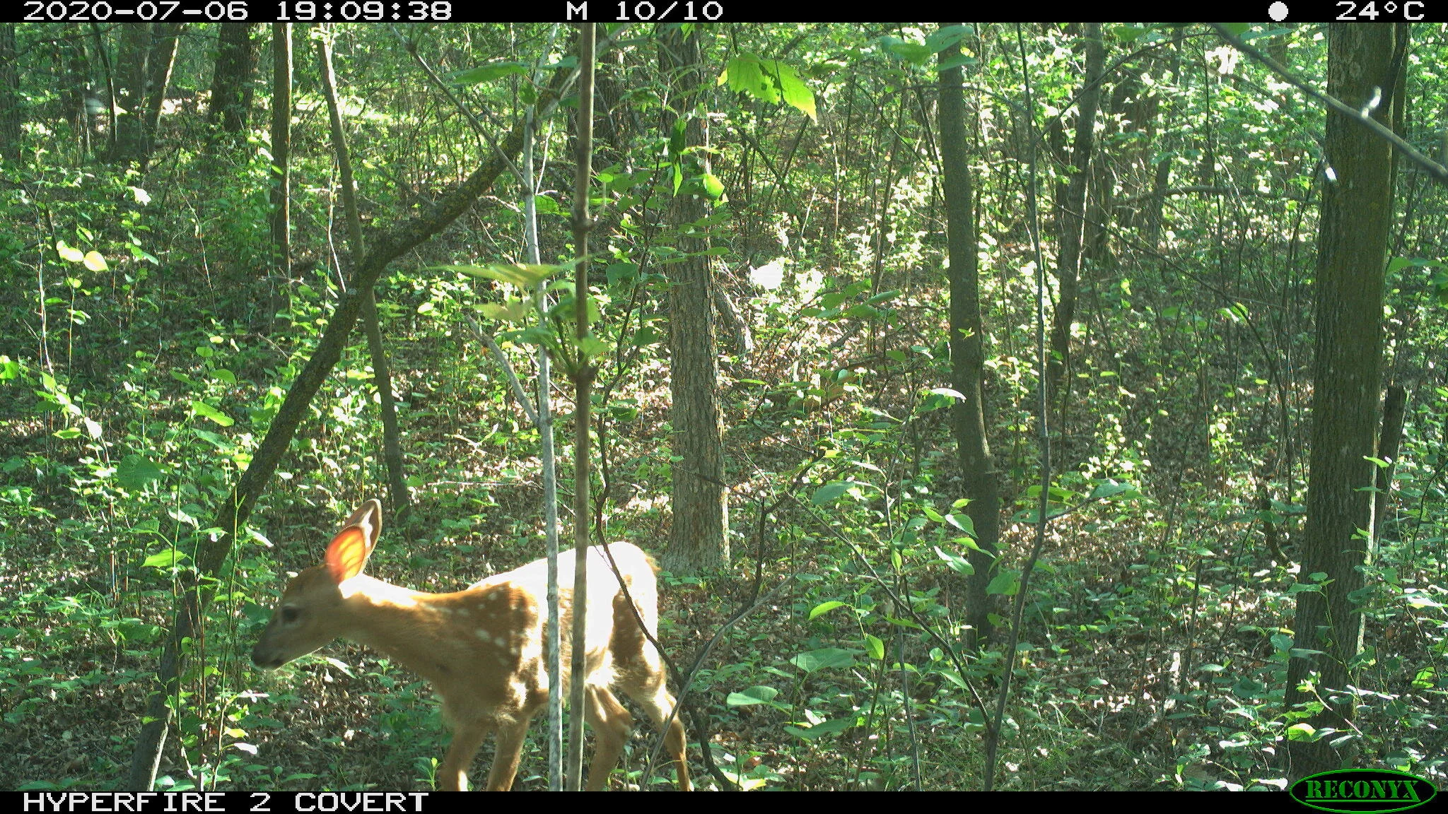 White-tailed deer, Odocoileus virginianus