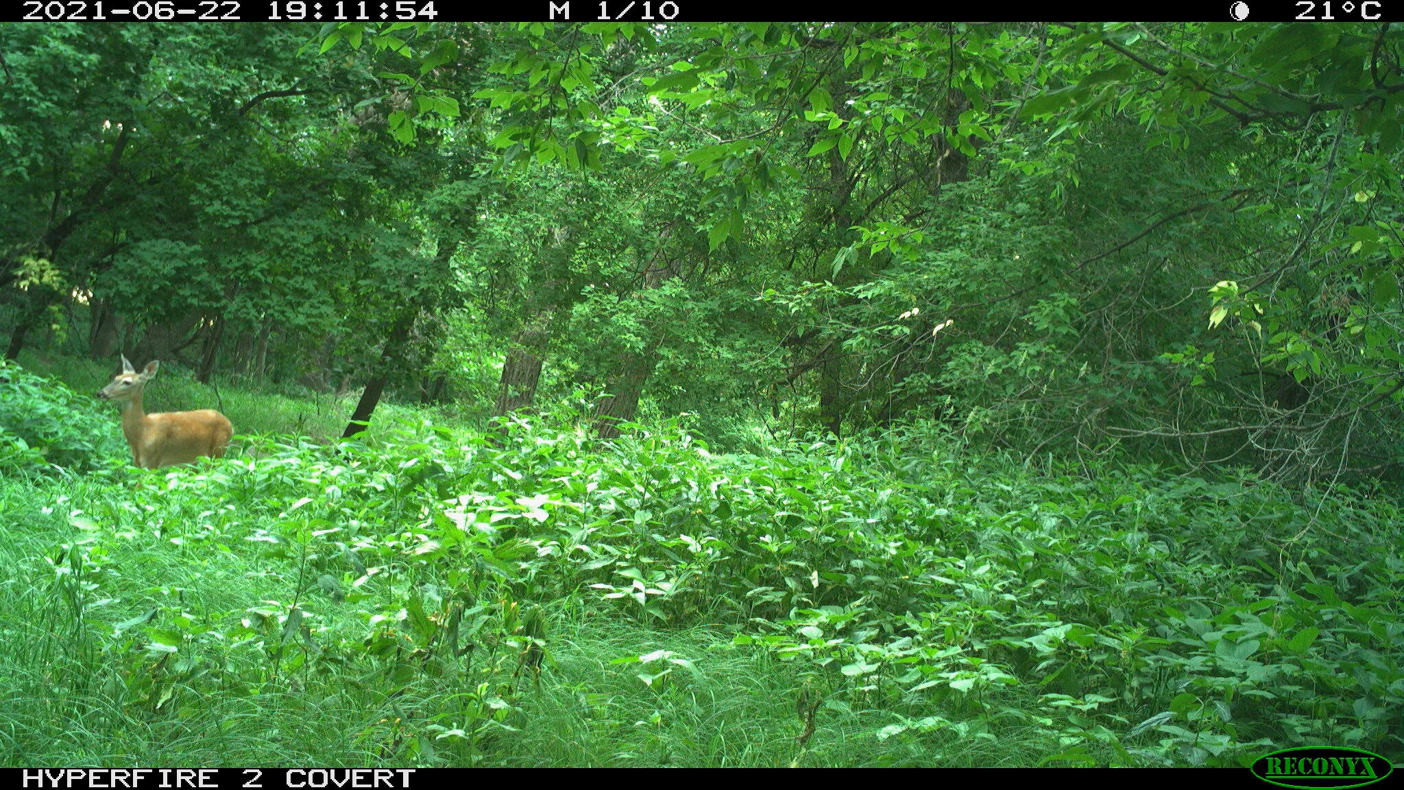 White-tailed deer, Odocoileus virginianus