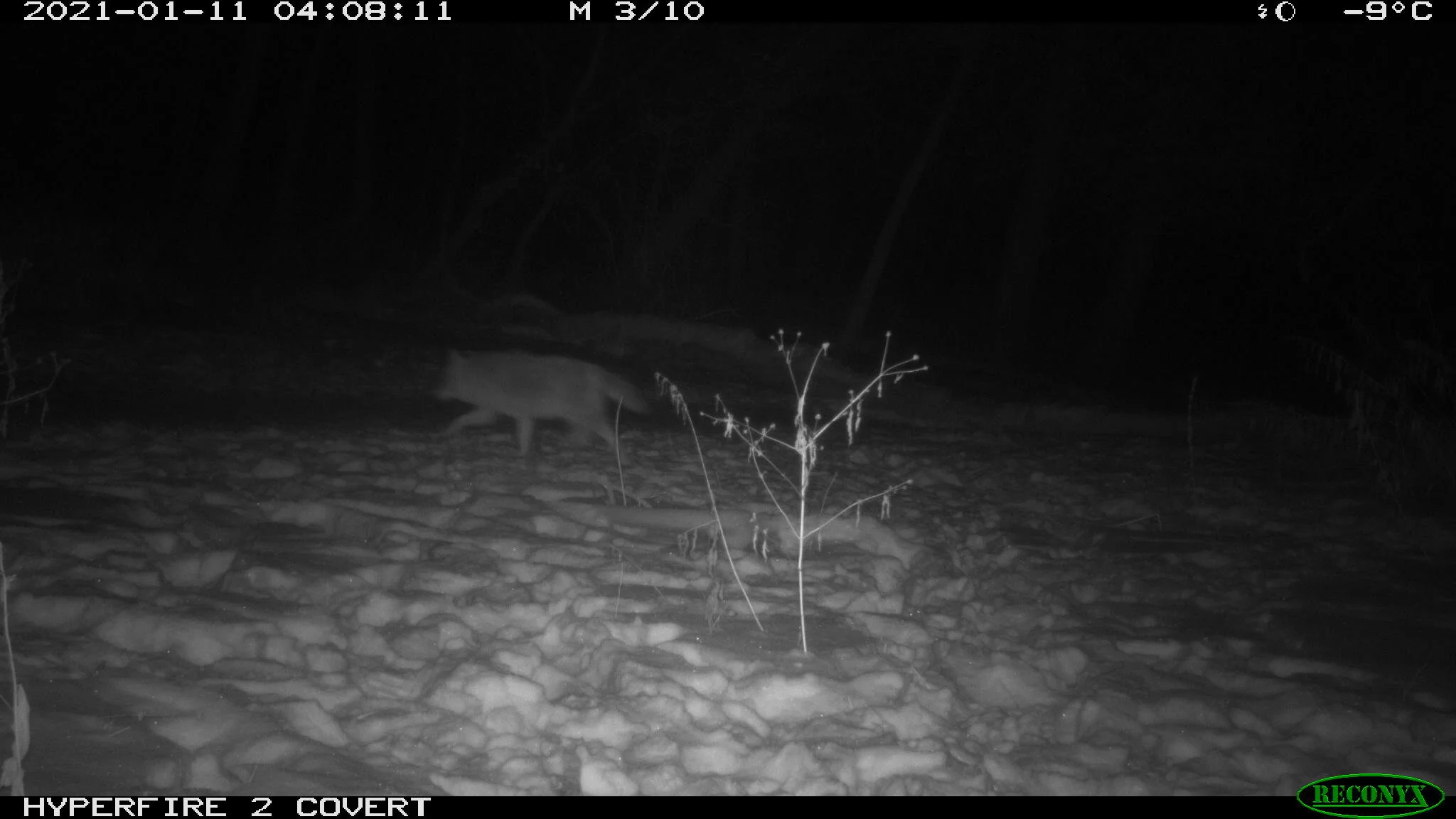 Coyote, Canis latrans