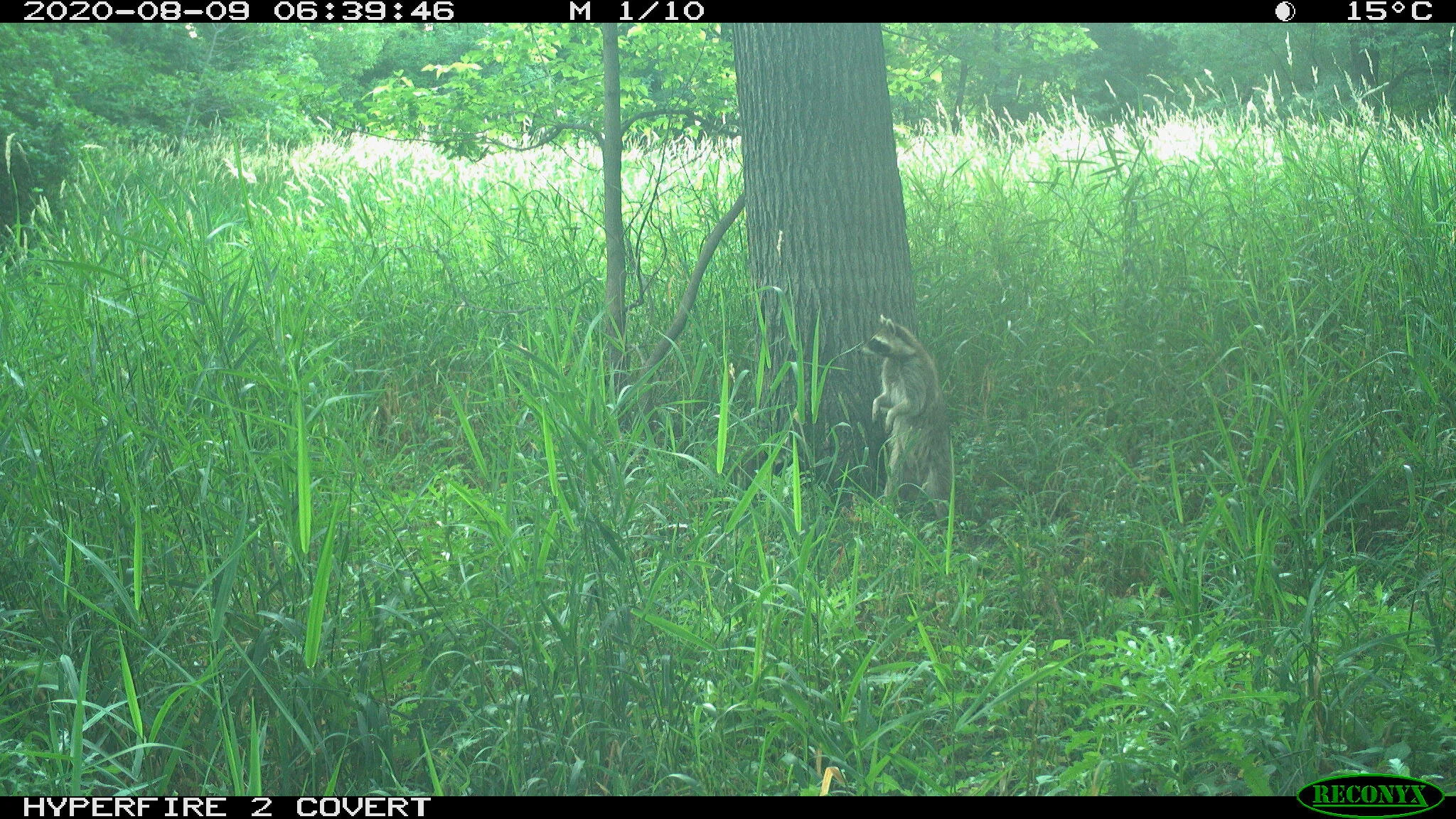 Northern raccoon, Procyon lotor