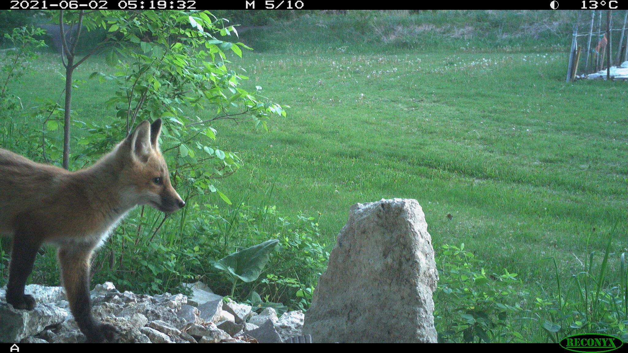 Juvenile red fox, Vulpes vulpes