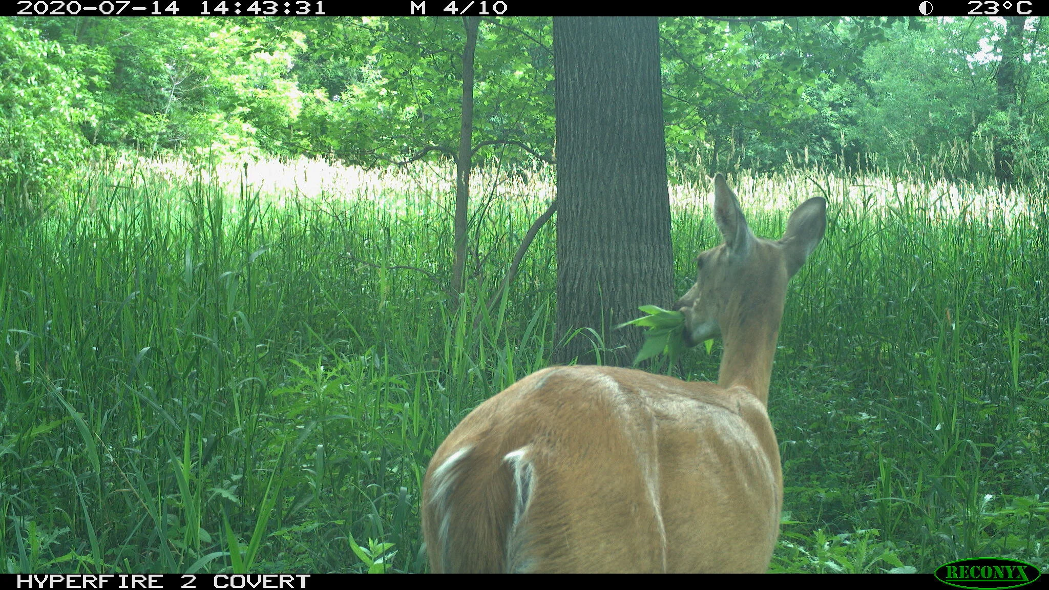 White-tailed deer, Odocoileus virginianus