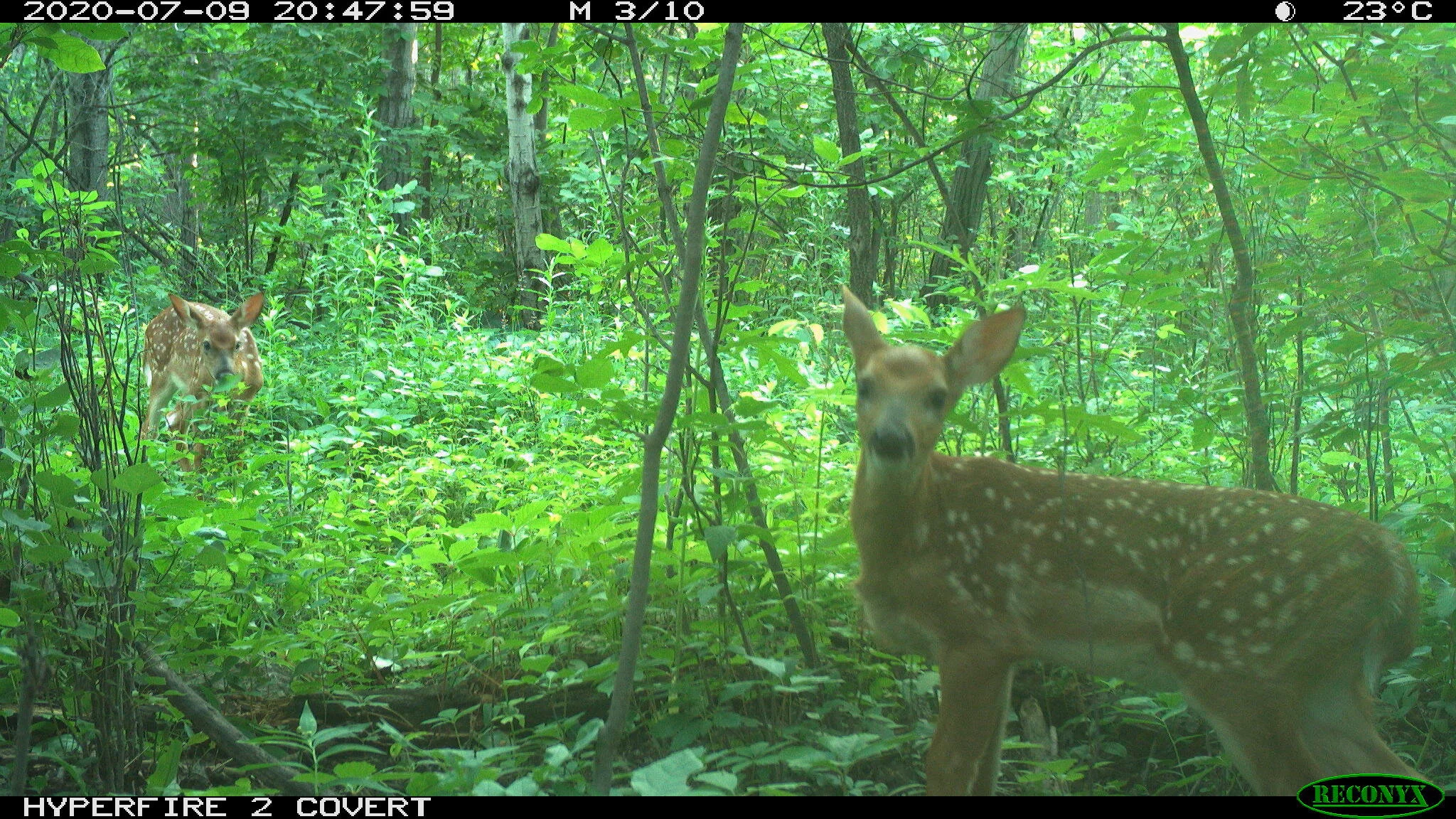 White-tailed deer, Odocoileus virginianus