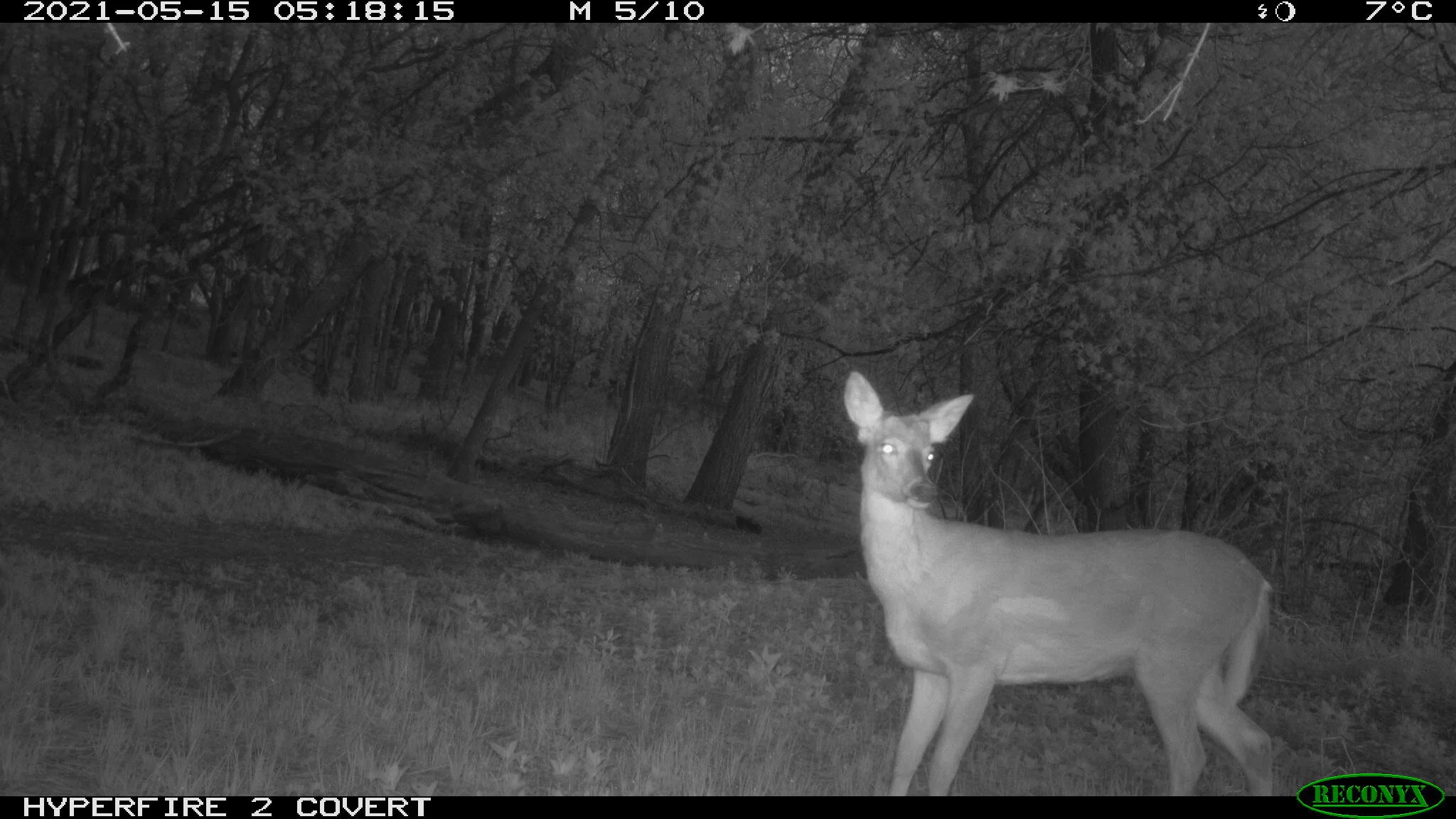 White-tailed deer, Odocoileus virginianus