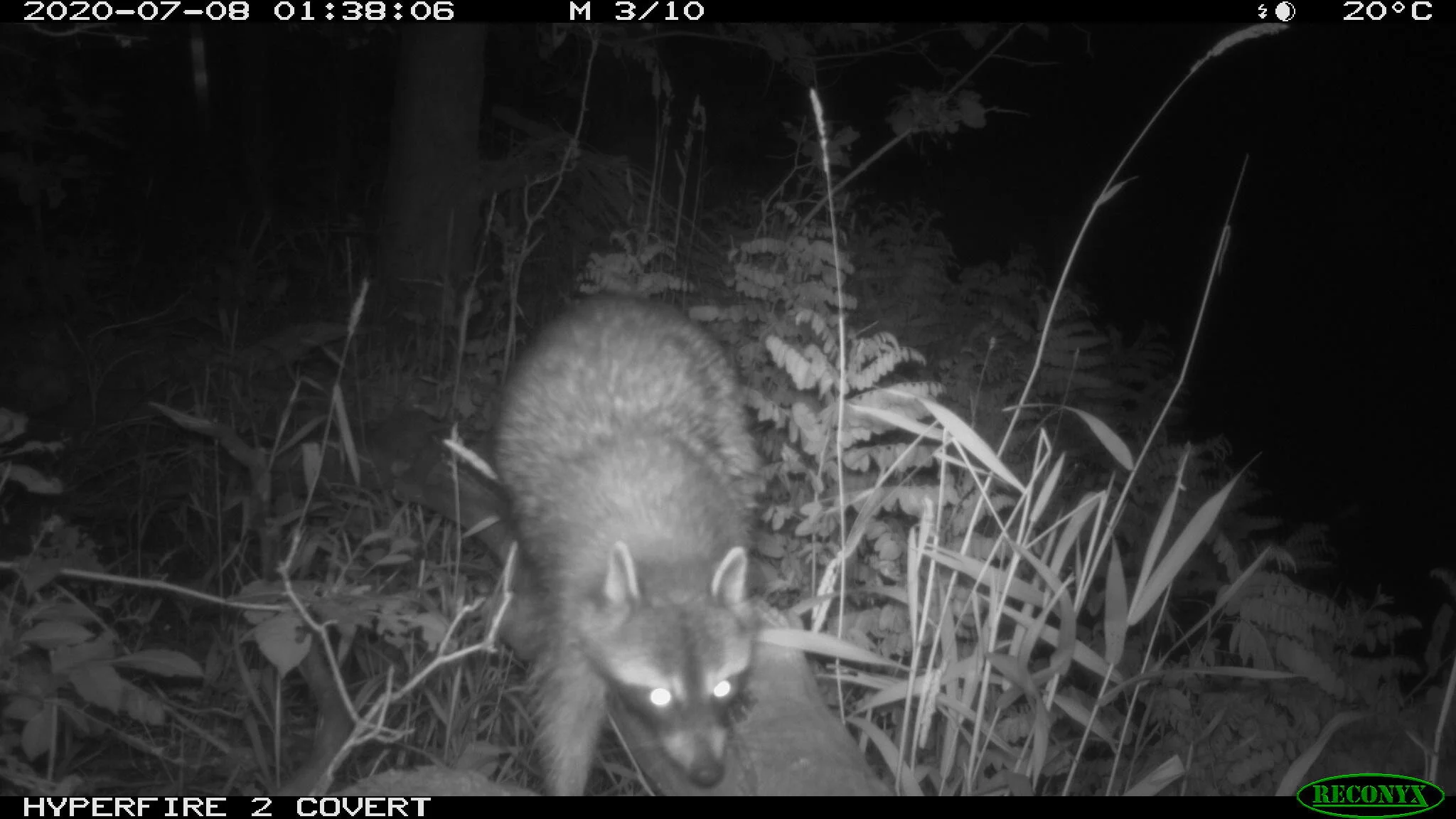 Raccoon, Procyon lotor