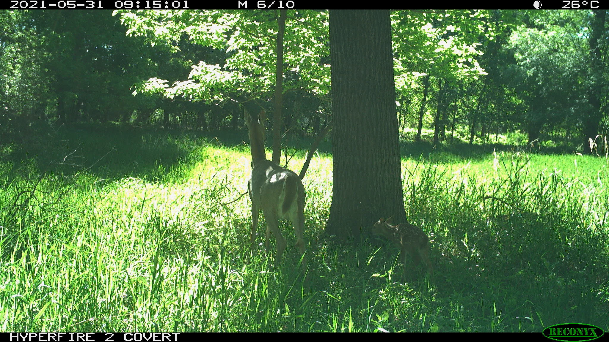 White-tailed deer, Odocoileus virginianus