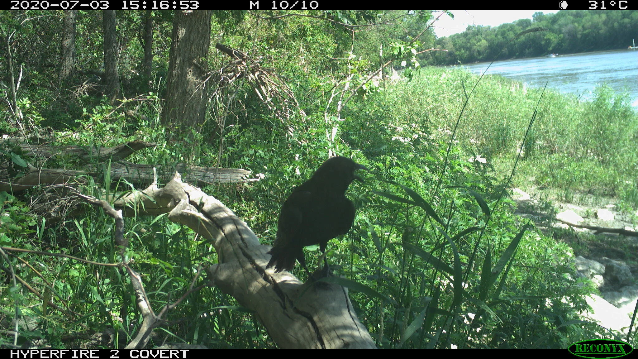 American crow, Corvus brachyrhynchos