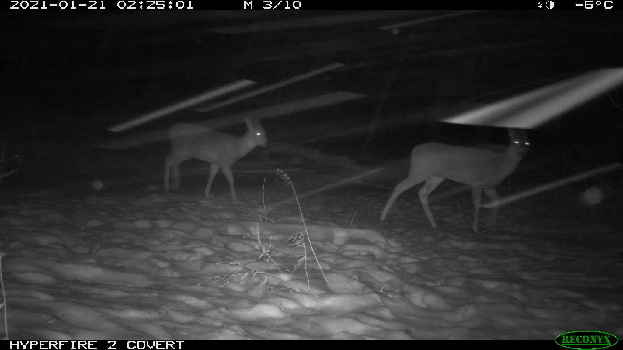 White-tailed deer, Odocoileus virginianus