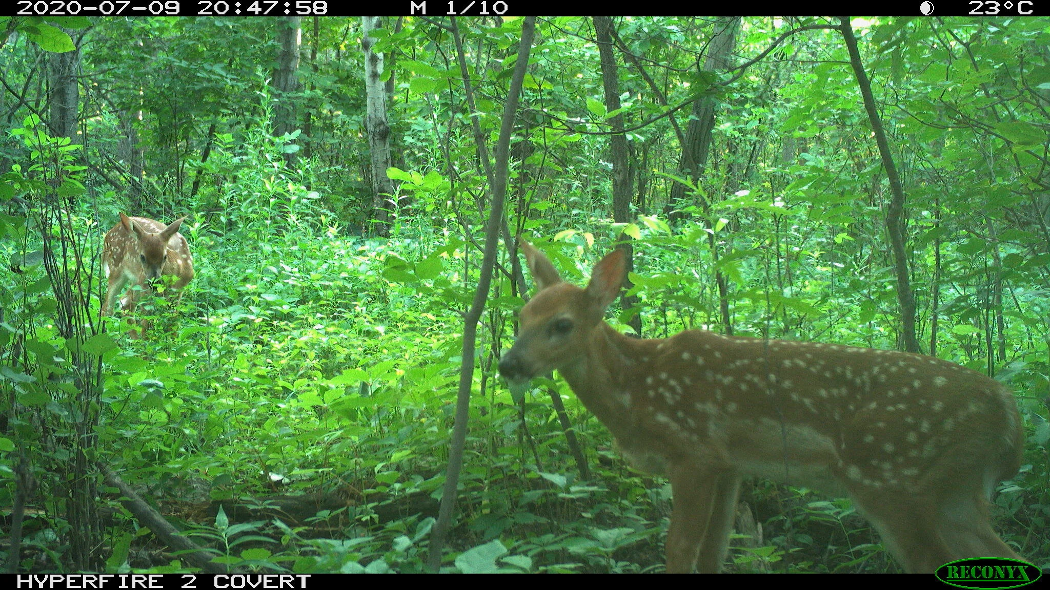 White-tailed deer, Odocoileus virginianus