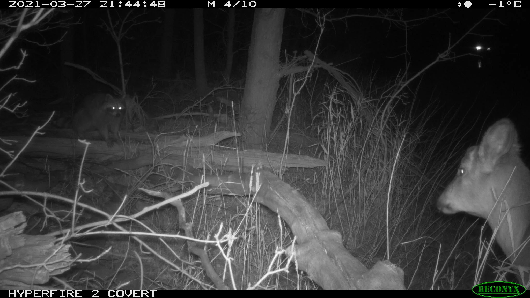 Raccoon, Procyon lotor (left); White-tailed deer, Odocoileus virginianus (right)