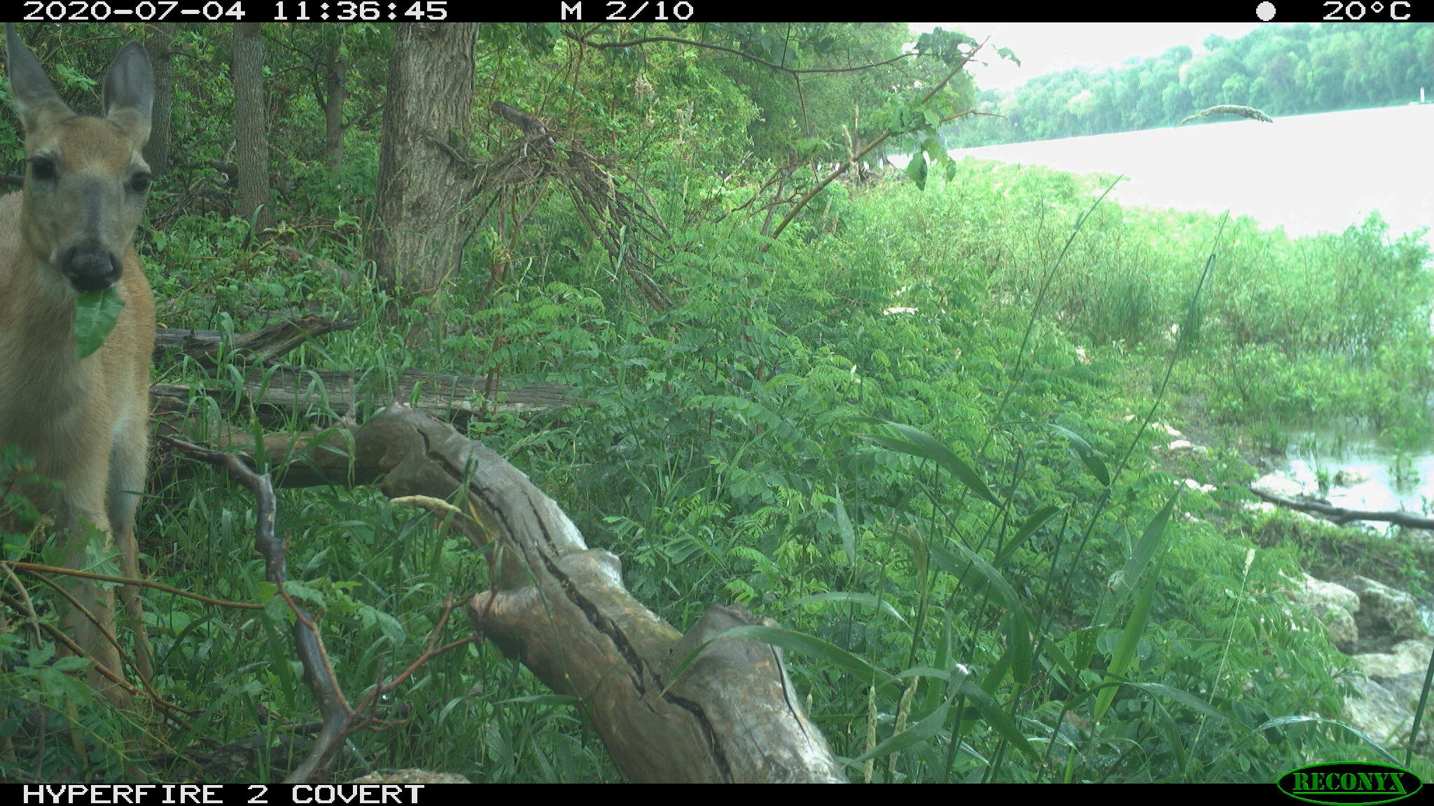 White-tailed deer, Odocoileus virginianus