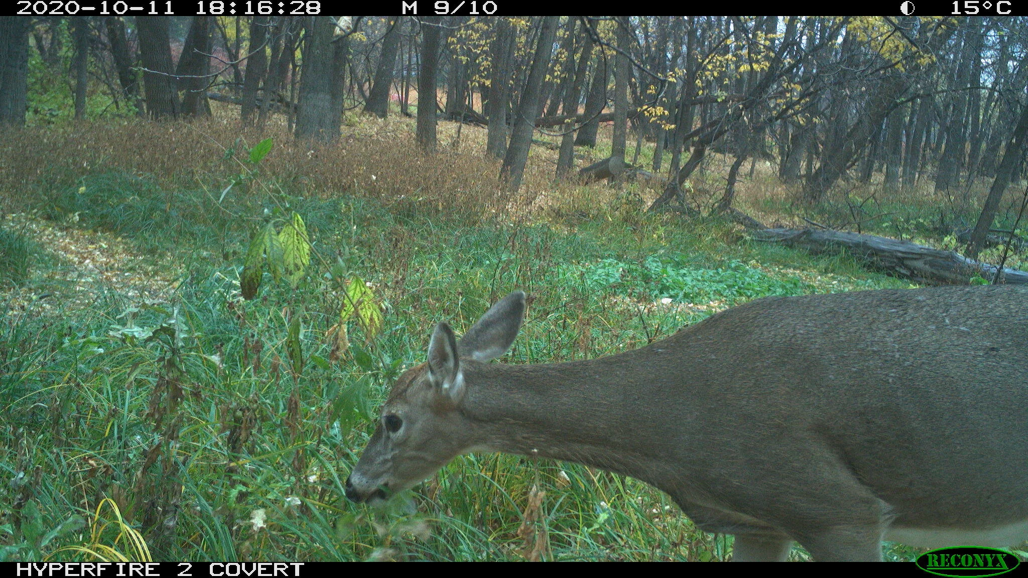 White-tailed deer, Odocoileus virginianus