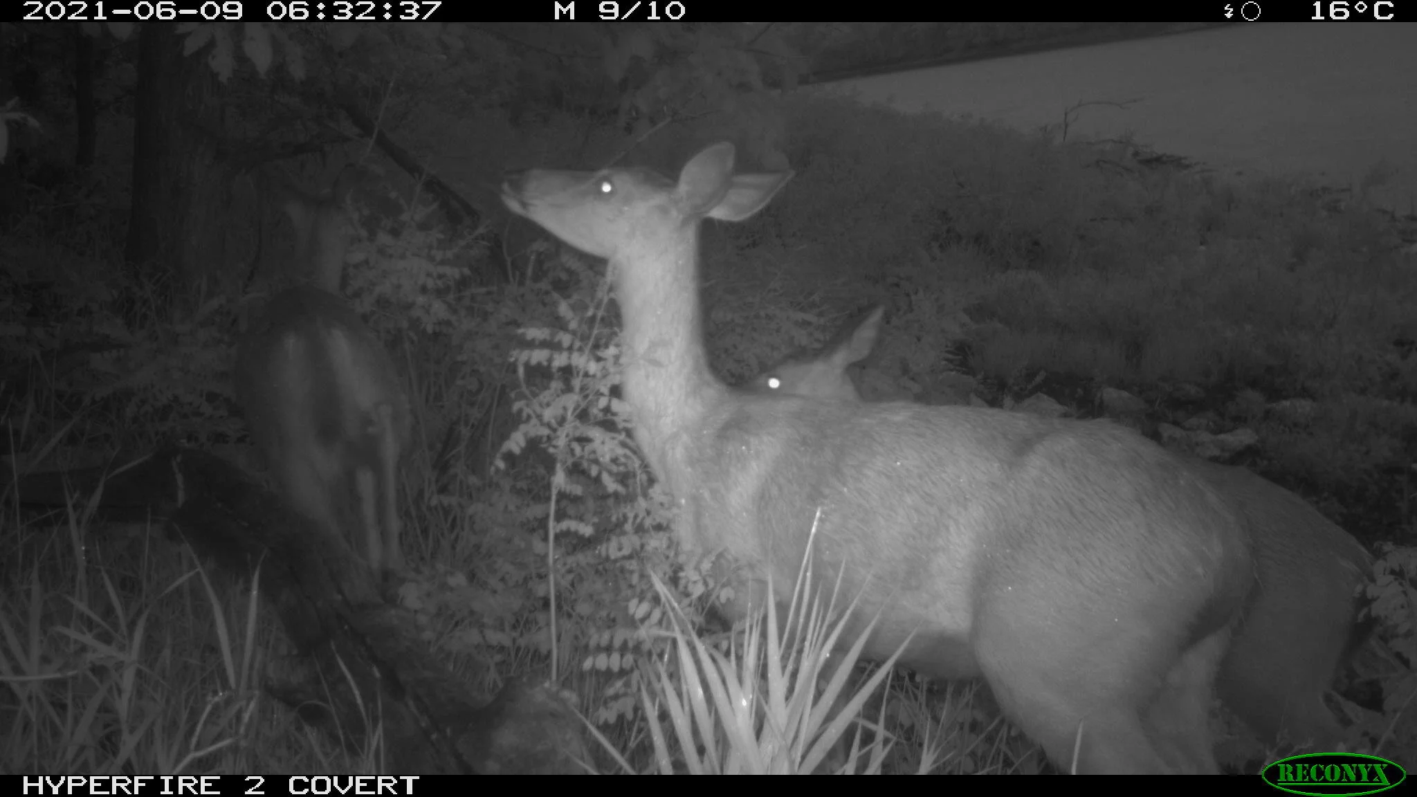 White-tailed deer, Odocoileus virginianus