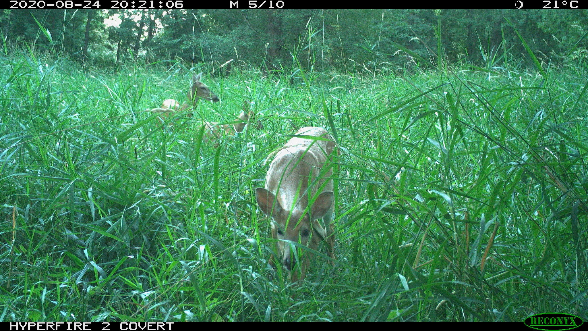 White-tailed deer, Odocoileus virginianus