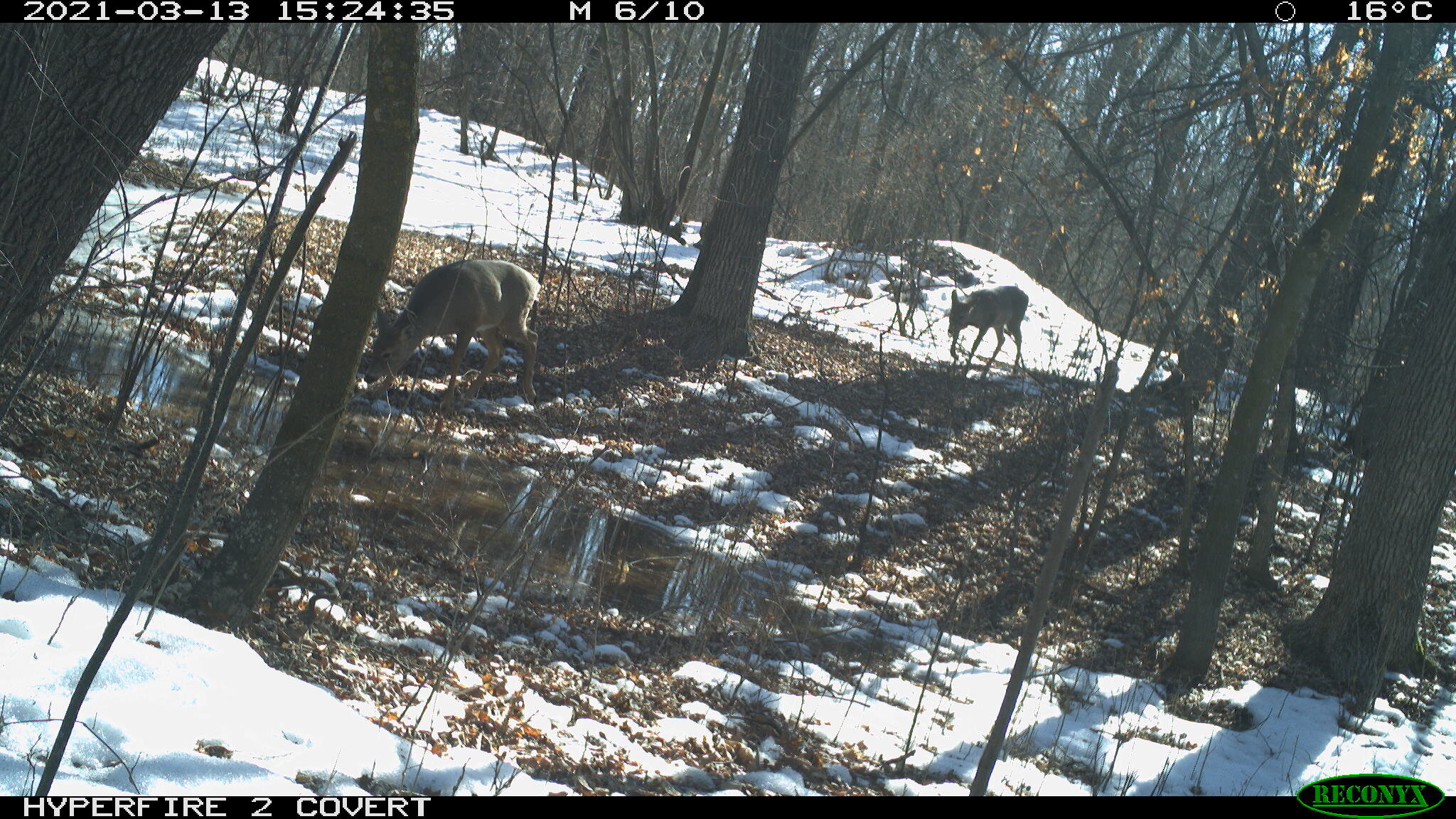 White-tailed deer, Odocoileus virginianus